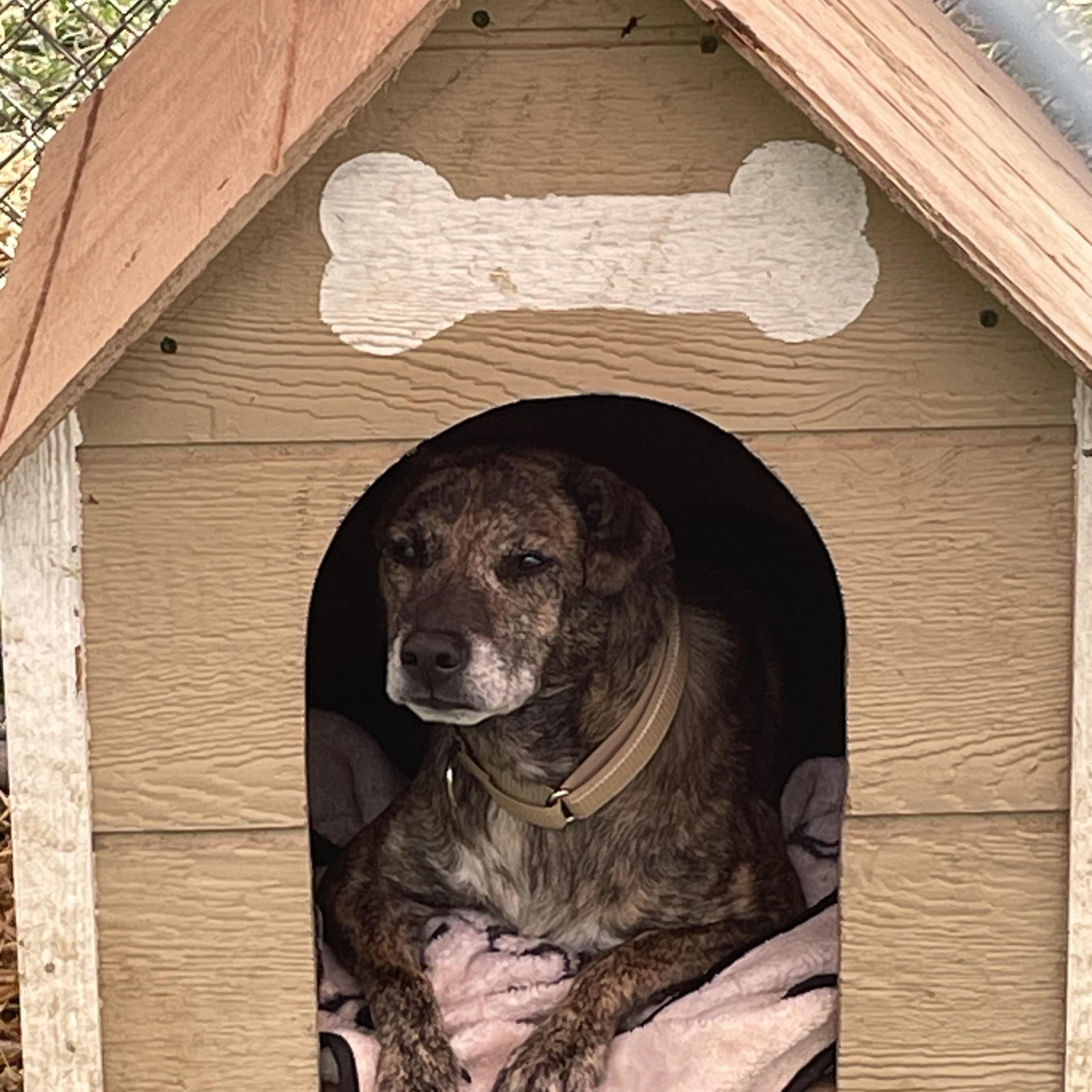 Enlarge Camo, a Adoptable mixed breed in Salem, OH image 1/1