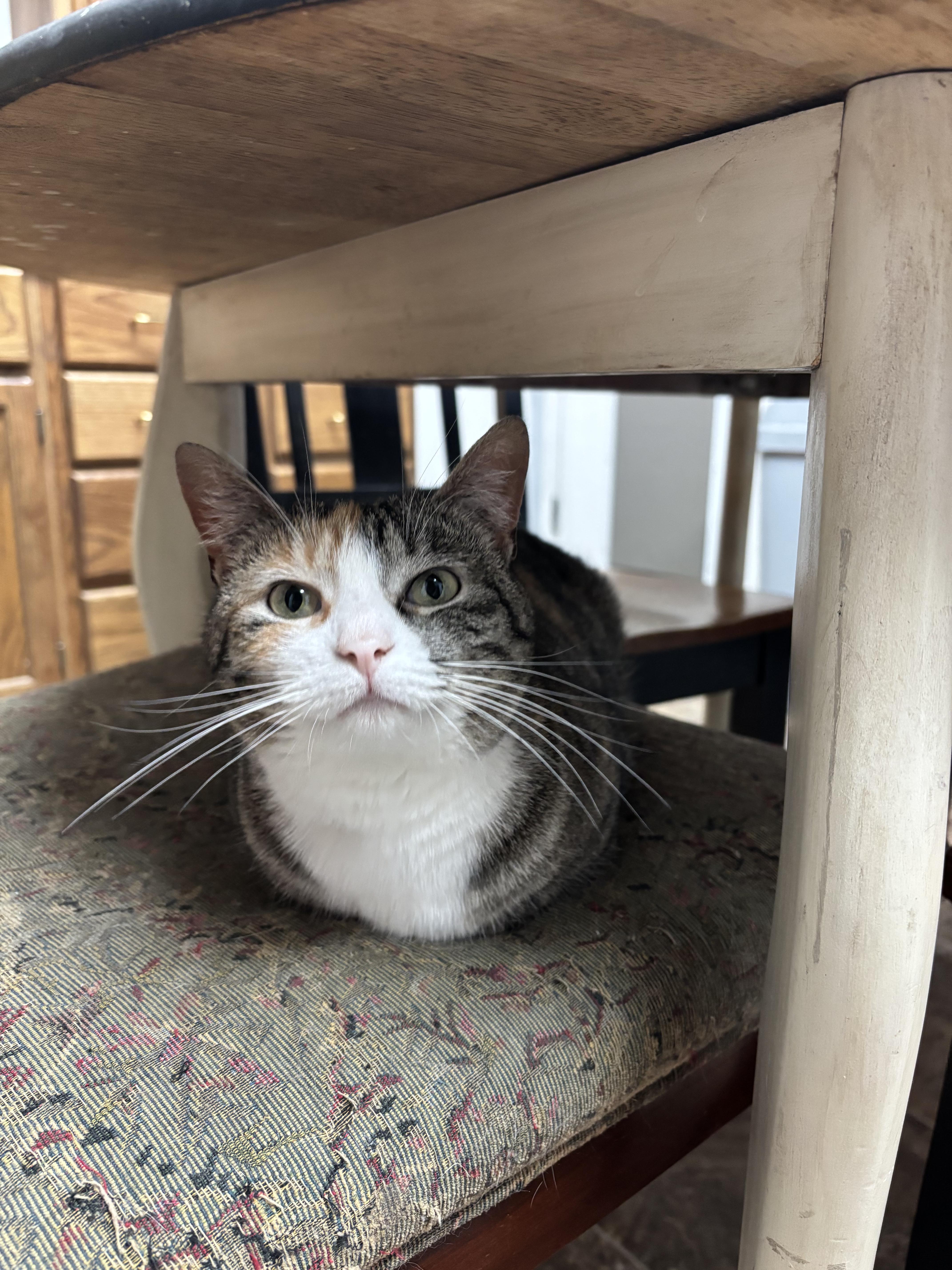 Nezuko, a Adoptable Domestic Short Hair in Pocatello, ID image 3/4