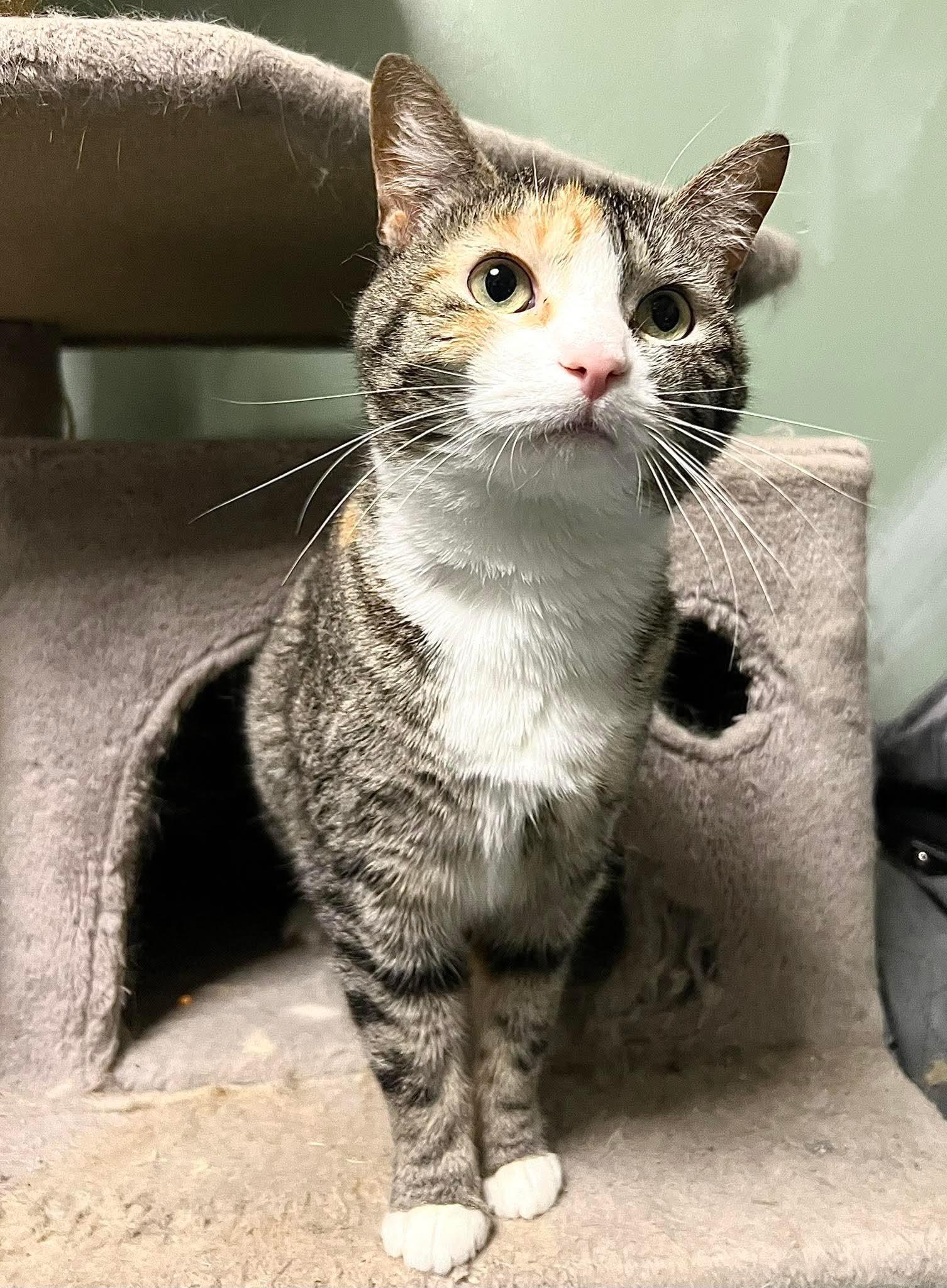 Nezuko, a Adoptable Domestic Short Hair in Pocatello, ID image 1/4