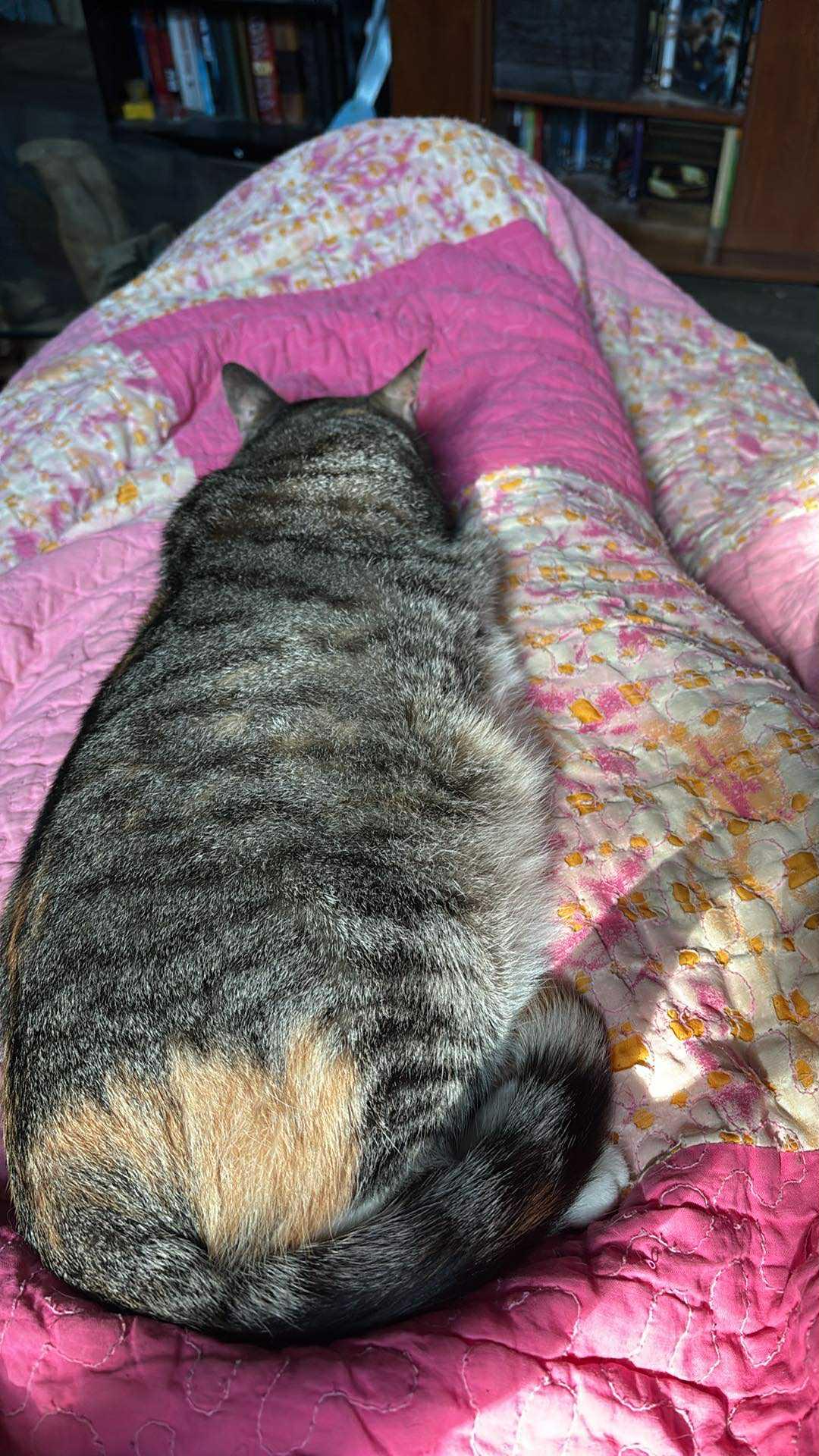 Nezuko, a Adoptable Domestic Short Hair in Pocatello, ID image 4/4