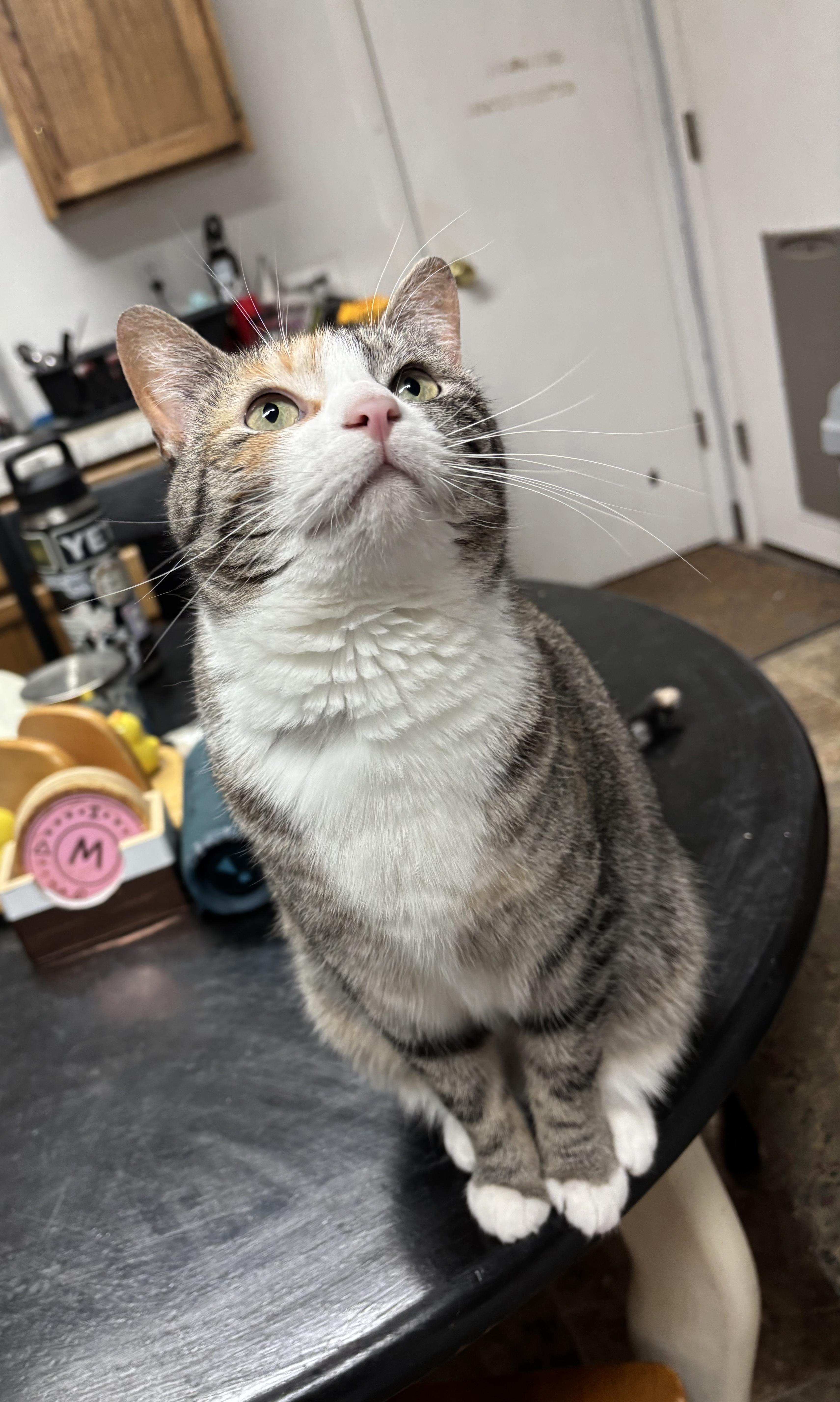 Nezuko, a Adoptable Domestic Short Hair in Pocatello, ID image 2/4