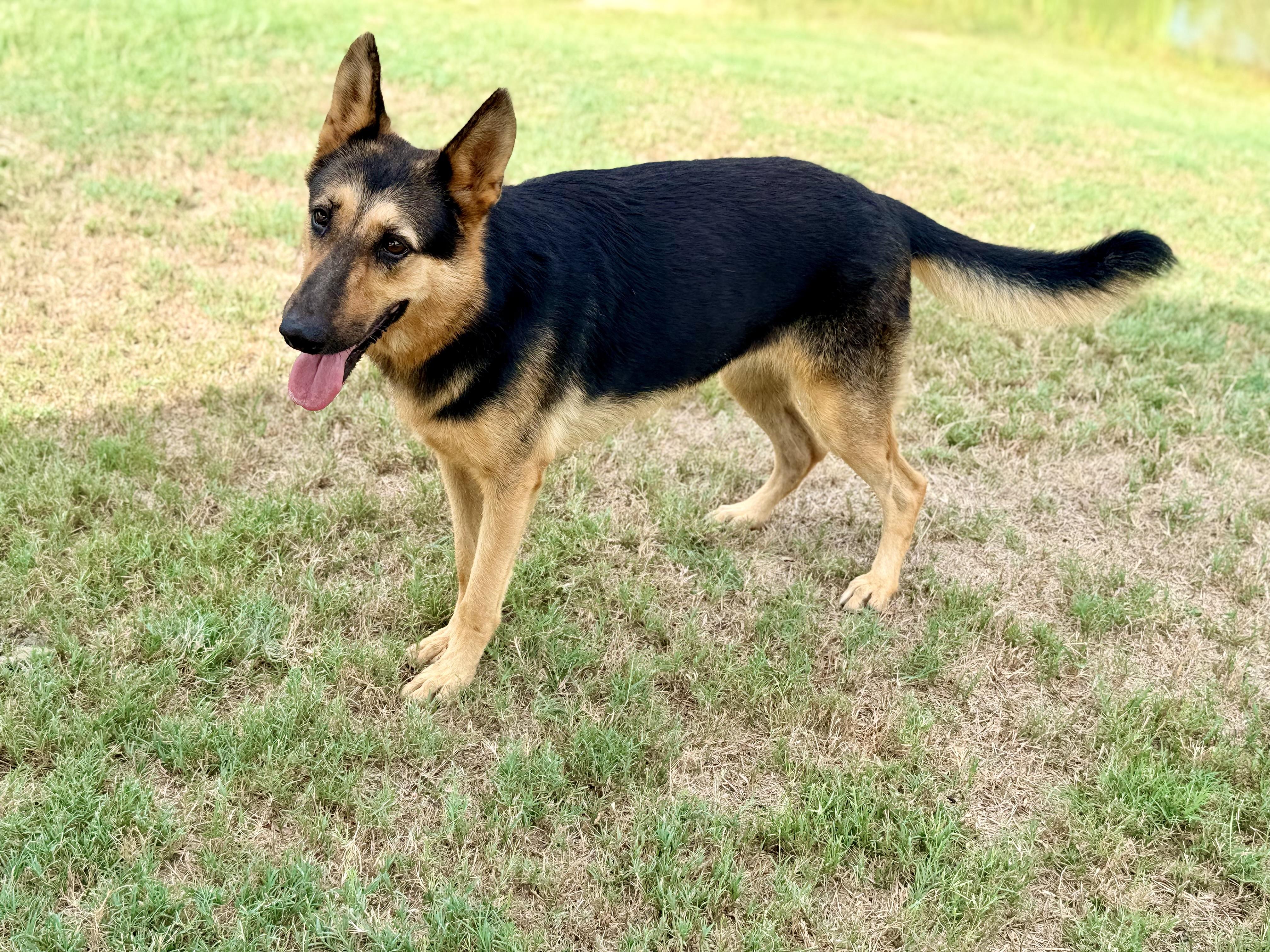 Enlarge Angel, a Adoptable German Shepherd Dog in Springhill, LA image 3/6