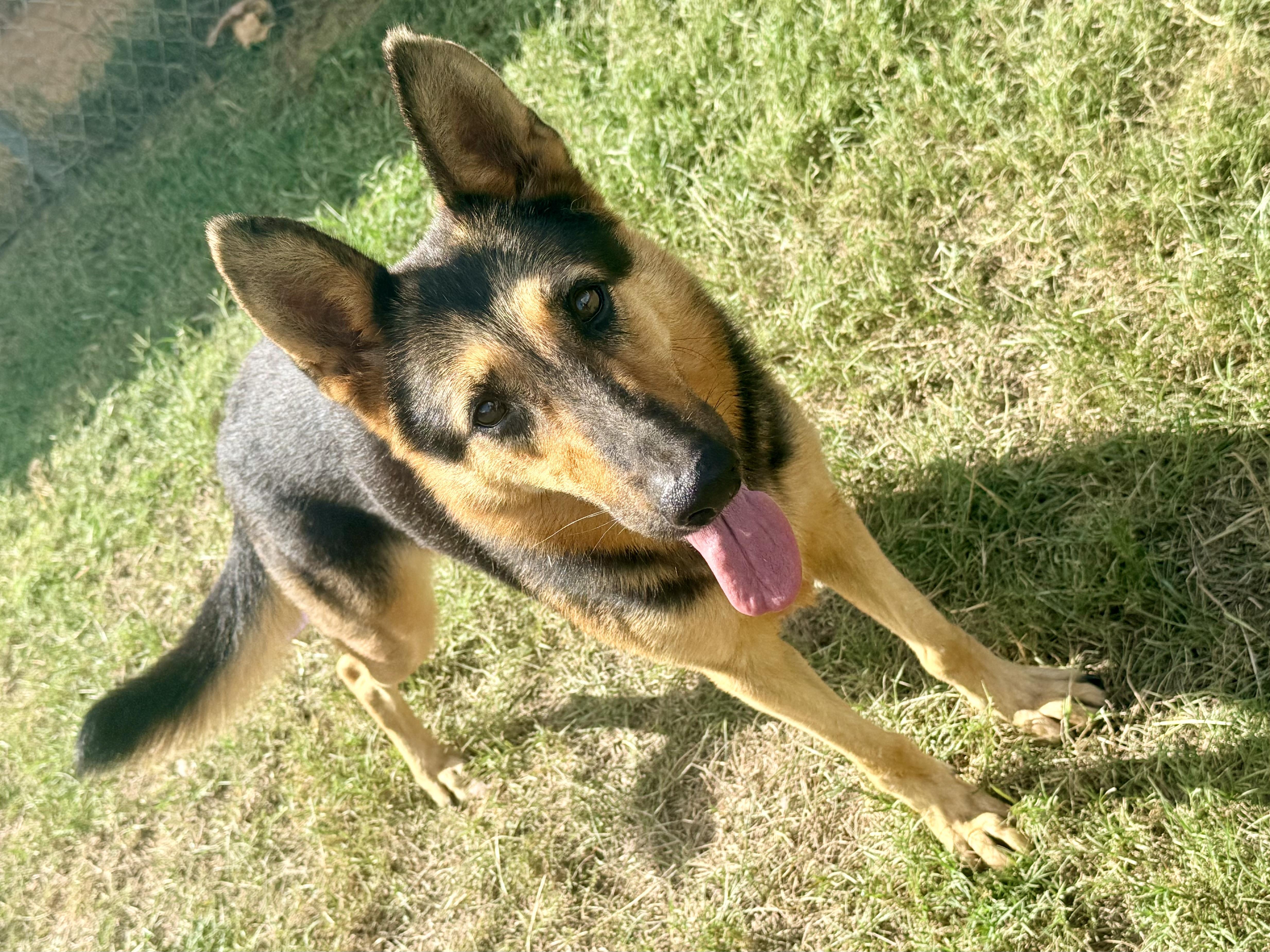 Enlarge Angel, a Adoptable German Shepherd Dog in Springhill, LA image 5/6