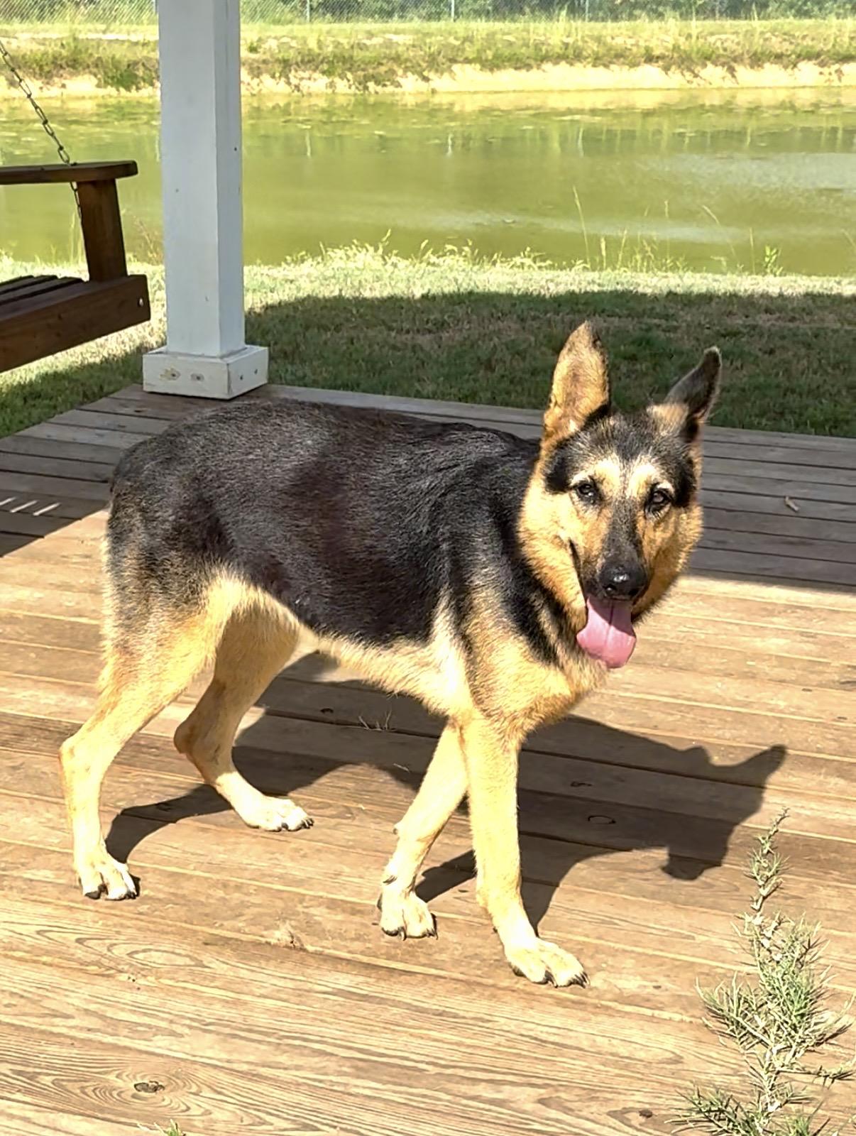 Enlarge Angel, a Adoptable German Shepherd Dog in Springhill, LA image 4/6