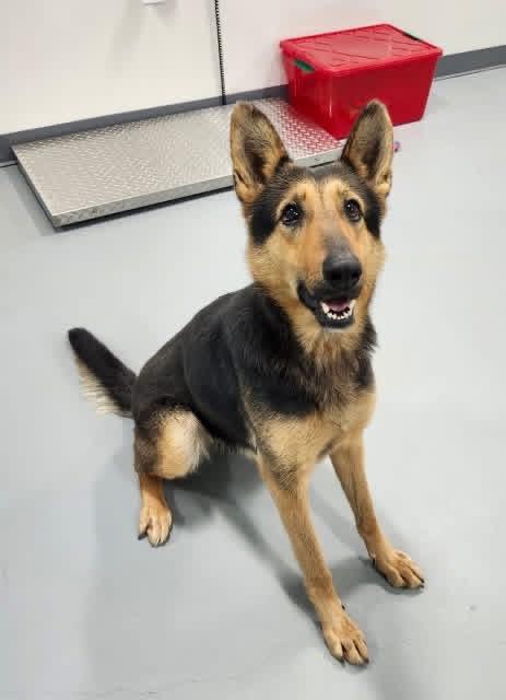 Angel, ADOPTABLE, Adult Female German Shepherd Dog.
