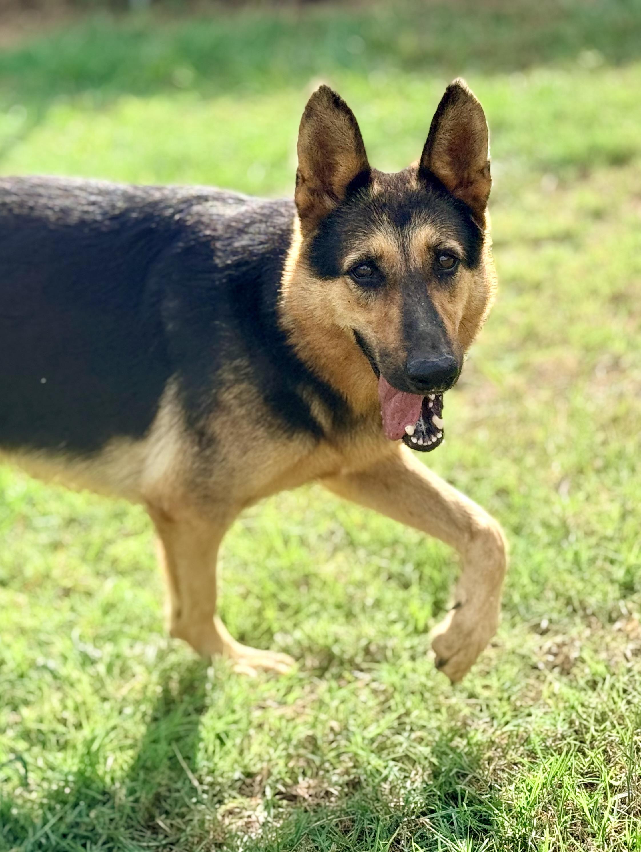 Enlarge Angel, a Adoptable German Shepherd Dog in Springhill, LA image 2/6