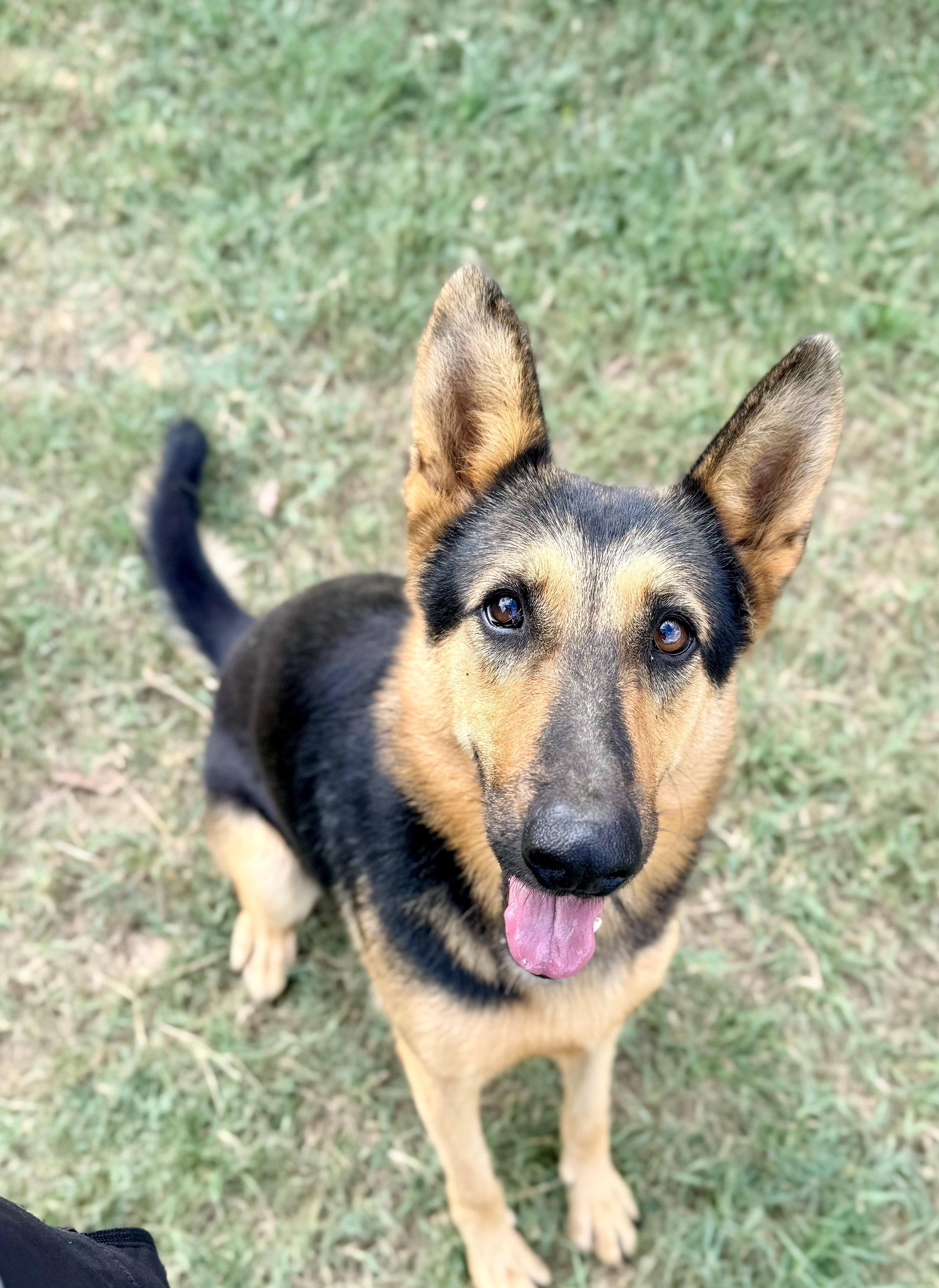 Enlarge Angel, a Adoptable German Shepherd Dog in Springhill, LA image 1/6