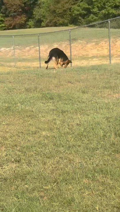 Enlarge Angel, a Adoptable German Shepherd Dog in Springhill, LA video 6/6
