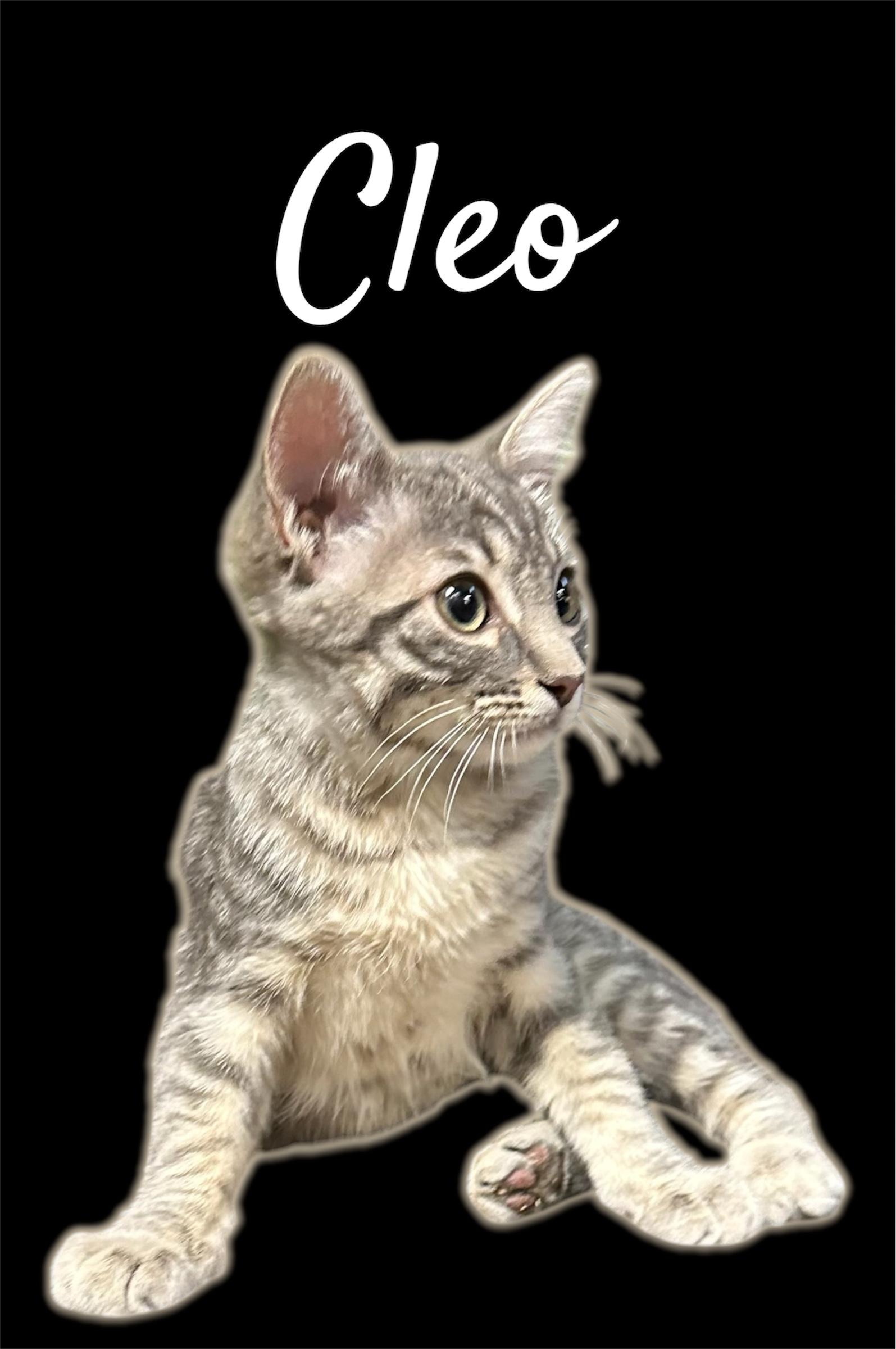 Cleo, adopted, Kitten Female Domestic Short Hair.