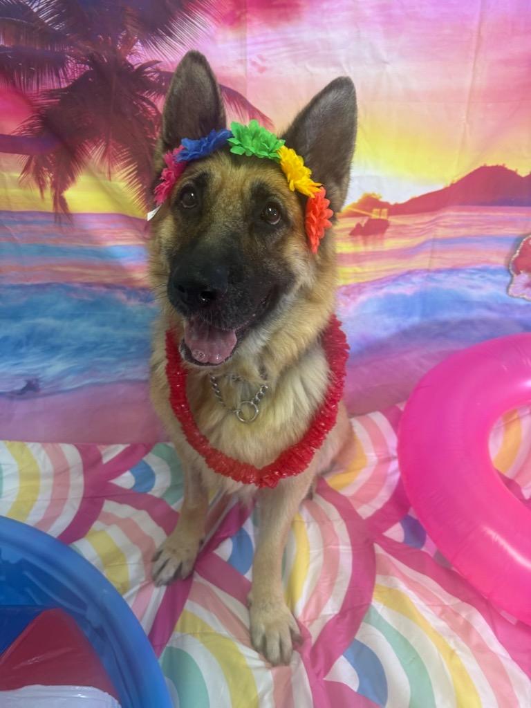 Betty, Adoptable, Senior Female German Shepherd Dog.