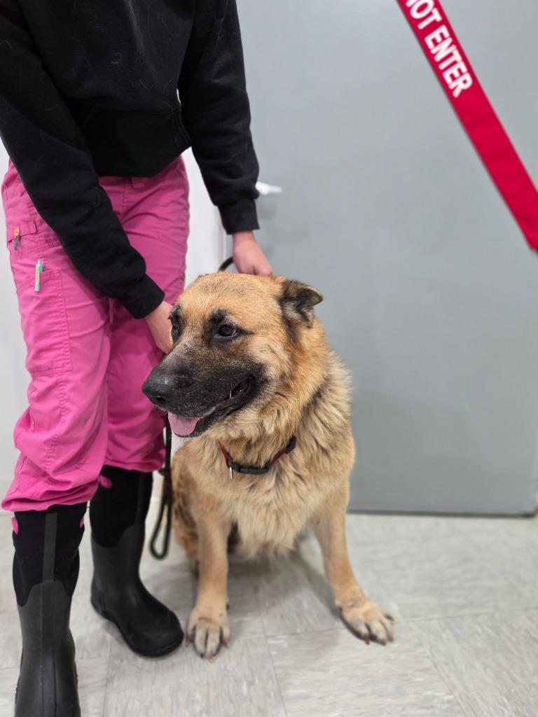 Enlarge Betty, a Adoptable German Shepherd Dog in Brookings, OR image 2/2