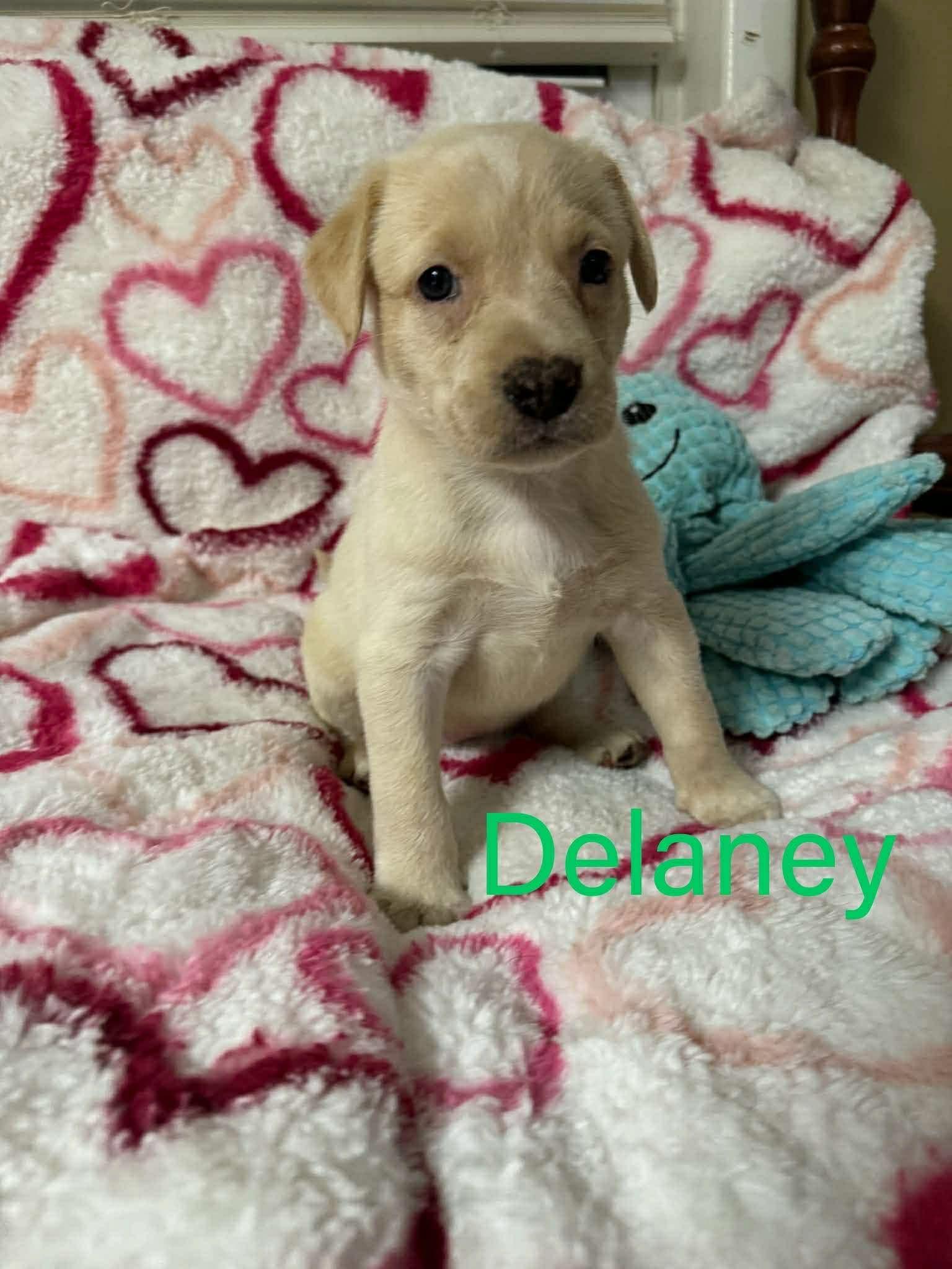 DELANEY, Adoptable, Young Female Labrador Retriever.