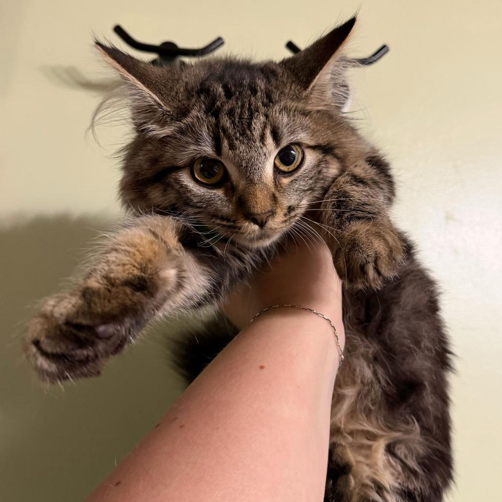Enlarge Chloe, a Adoptable Domestic Long Hair in Escondido, CA image 2/6