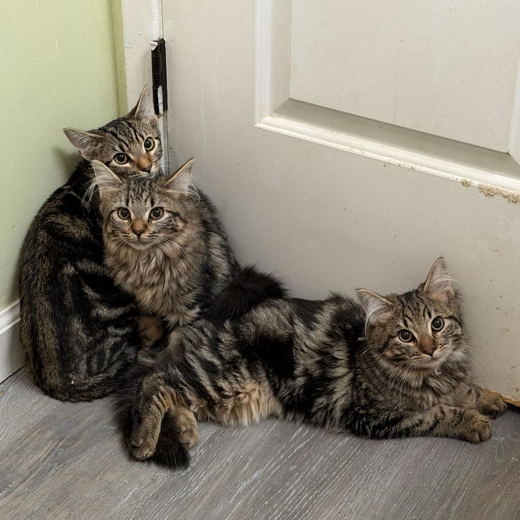 Enlarge Chloe, a Adoptable Domestic Long Hair in Escondido, CA image 3/6