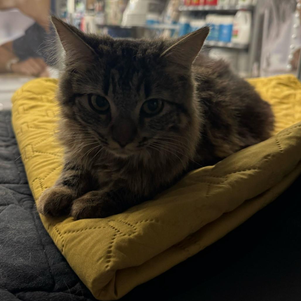 Enlarge Chloe, a Adoptable Domestic Long Hair in Escondido, CA image 4/6