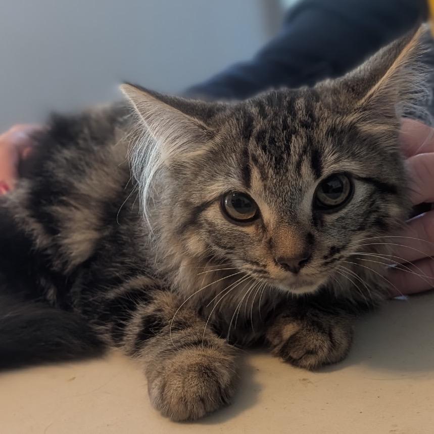 Enlarge Chloe, a Adoptable Domestic Long Hair in Escondido, CA image 5/6