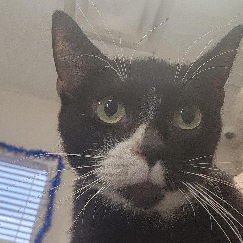 Enlarge LUNA, an adopted Domestic Short Hair in Corydon, IN image 1/1