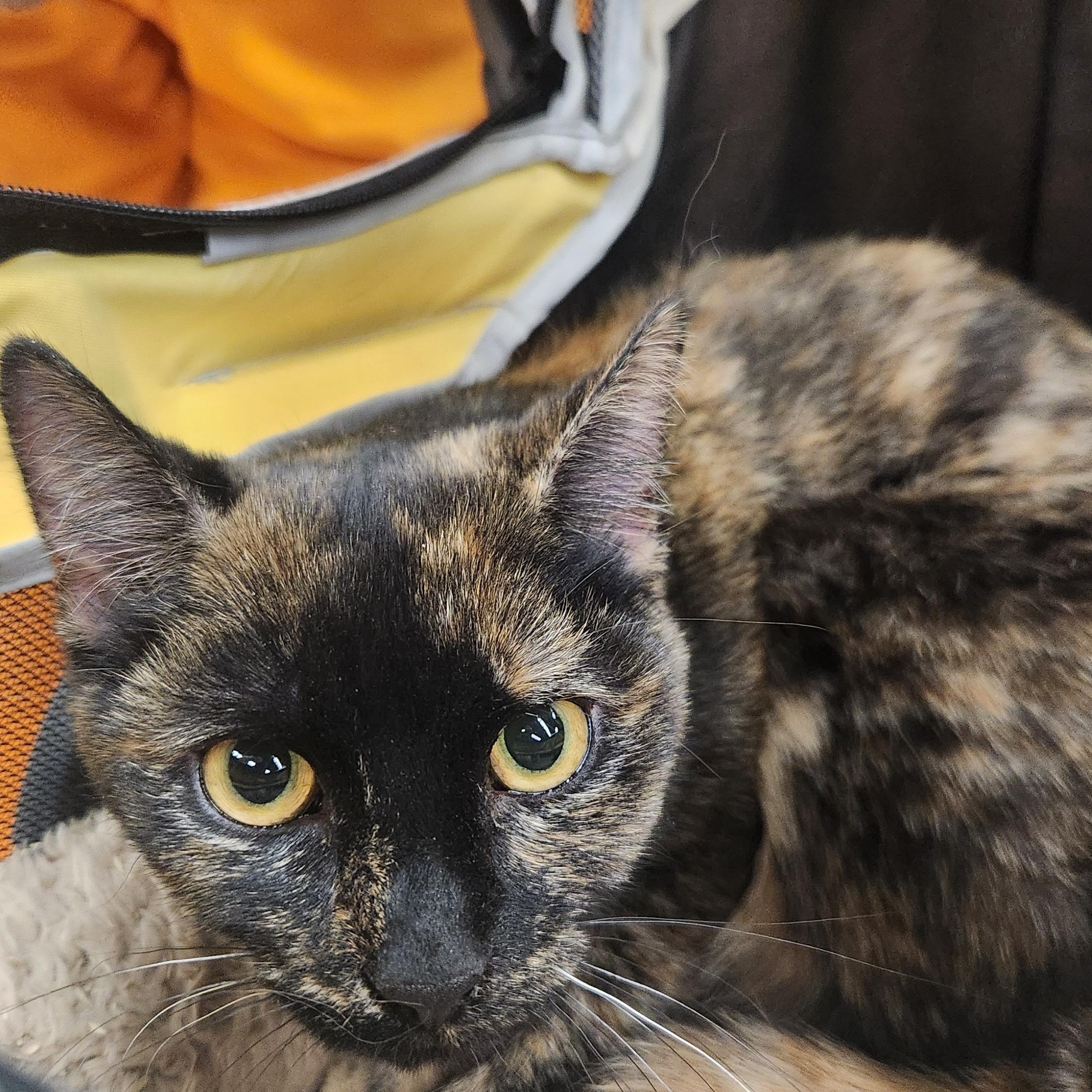 Sabrina