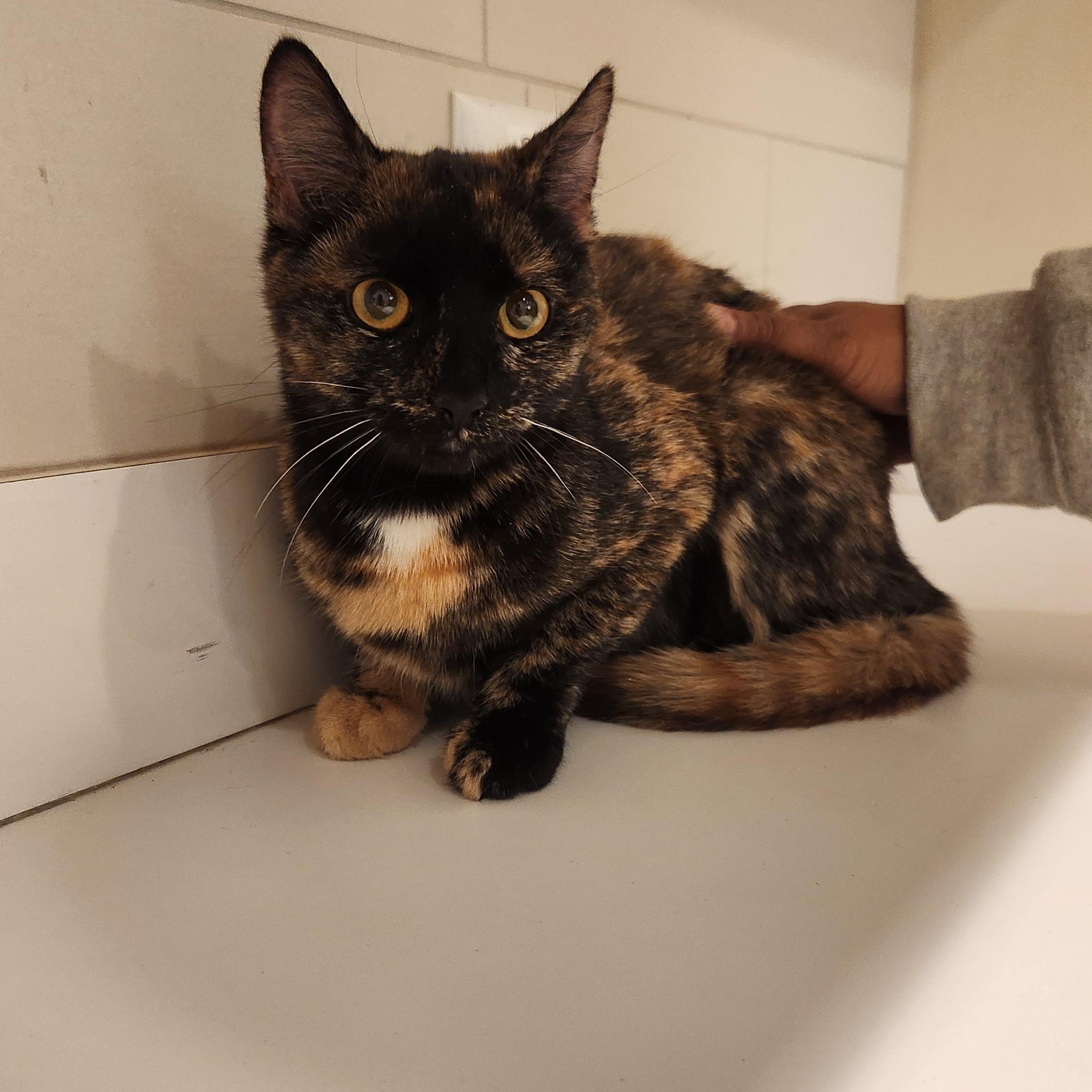 Sabrina