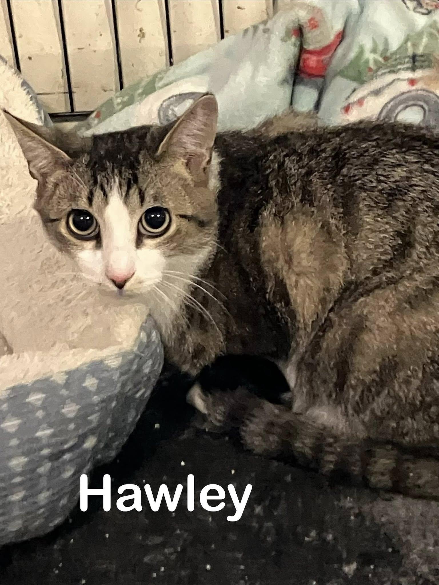 Enlarge Hawley, a Adoptable Domestic Short Hair in Rochester, NY image 1/1