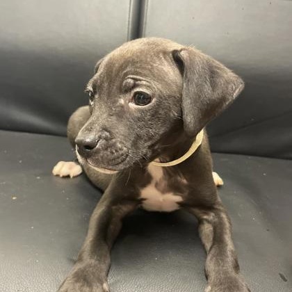 Lord John Sterling, Adoptable, Young Male Labrador Retriever & Mixed Breed.