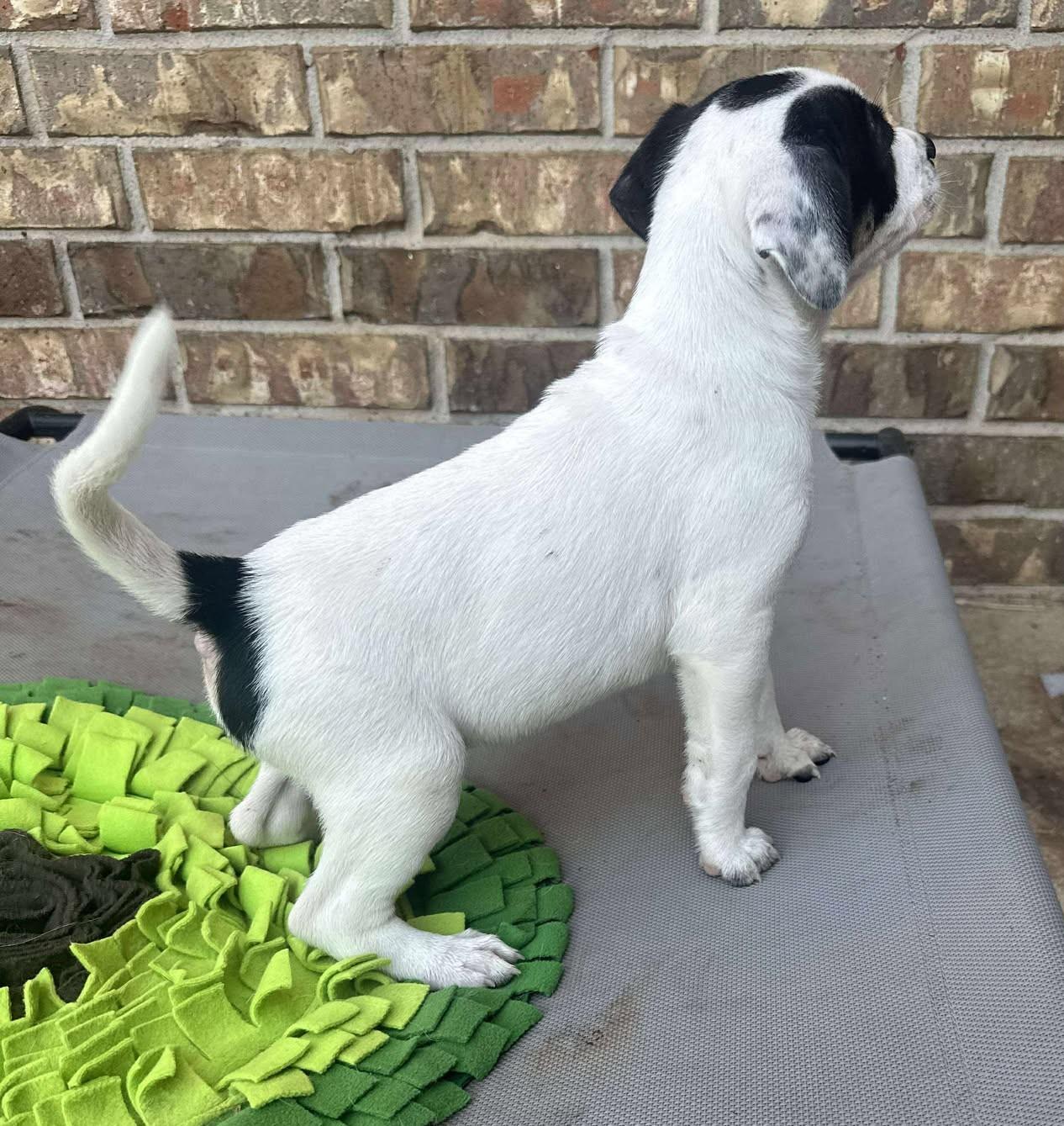Enlarge Wyatt Earp, a Adoptable mixed breed in Kiowa, OK image 2/6