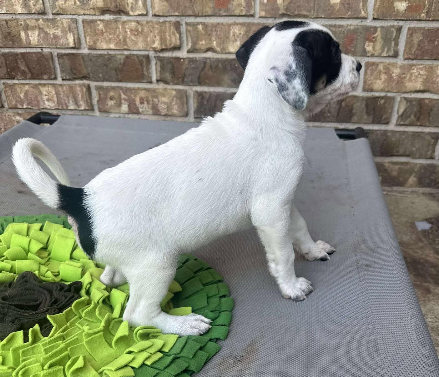 Enlarge Wyatt Earp, a Adoptable mixed breed in Kiowa, OK image 3/6