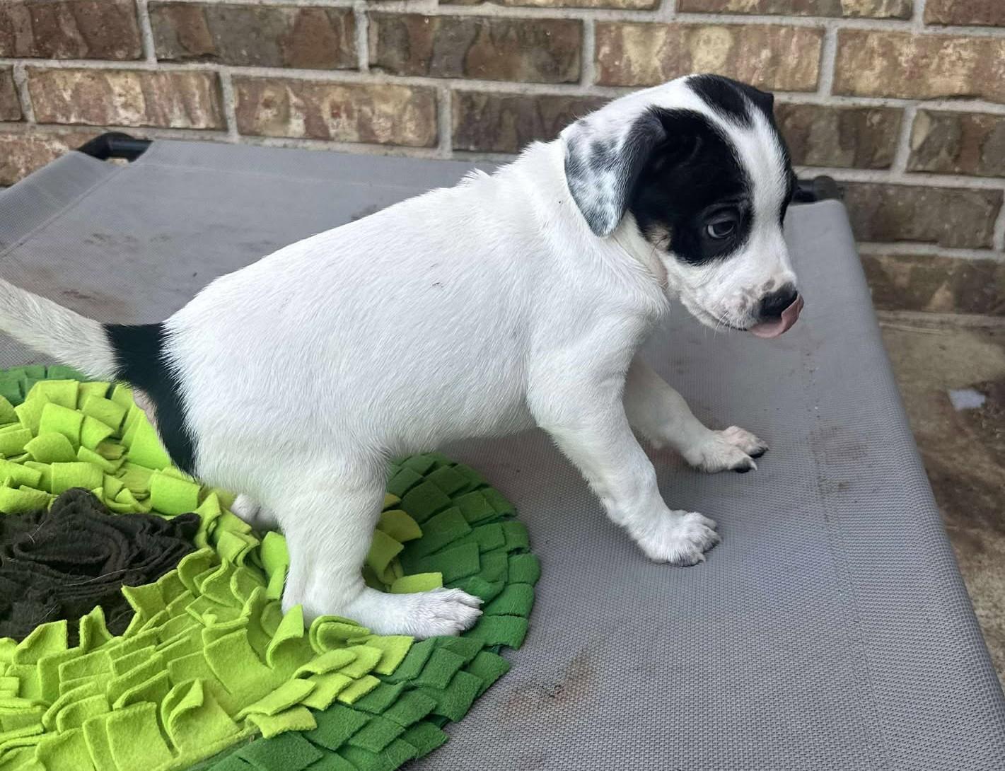 Enlarge Wyatt Earp, a Adoptable mixed breed in Kiowa, OK image 4/6
