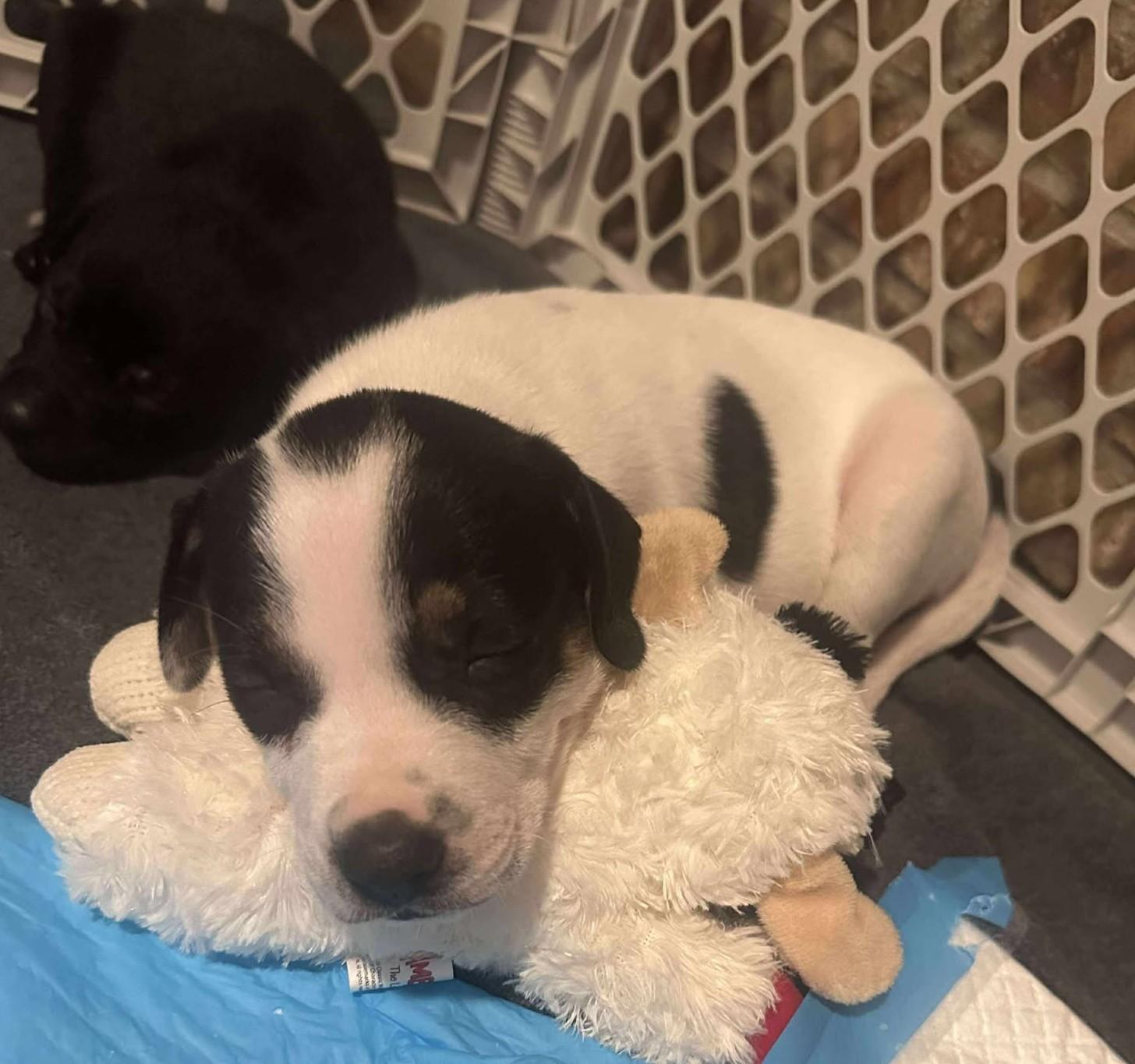 Enlarge Wyatt Earp, a Adoptable mixed breed in Kiowa, OK image 6/6