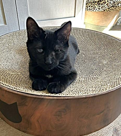 Enlarge Popeye - Sweetest Snuggliest Lap Cat, a Adopted Domestic Short Hair in Lemoyne, PA image 3/5