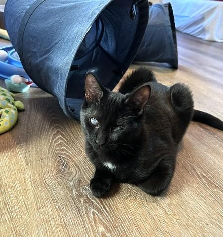 Enlarge Popeye - Sweetest Snuggliest Lap Cat, a Adopted Domestic Short Hair in Lemoyne, PA image 2/5