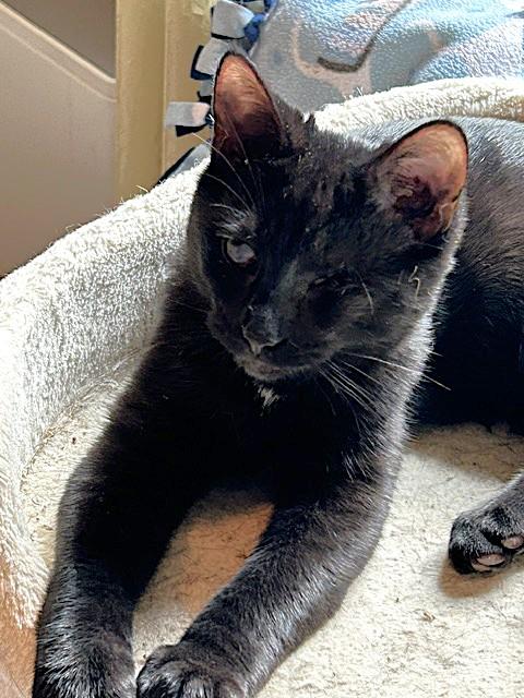 Enlarge Popeye - Sweetest Snuggliest Lap Cat, a Adopted Domestic Short Hair in Lemoyne, PA image 4/5