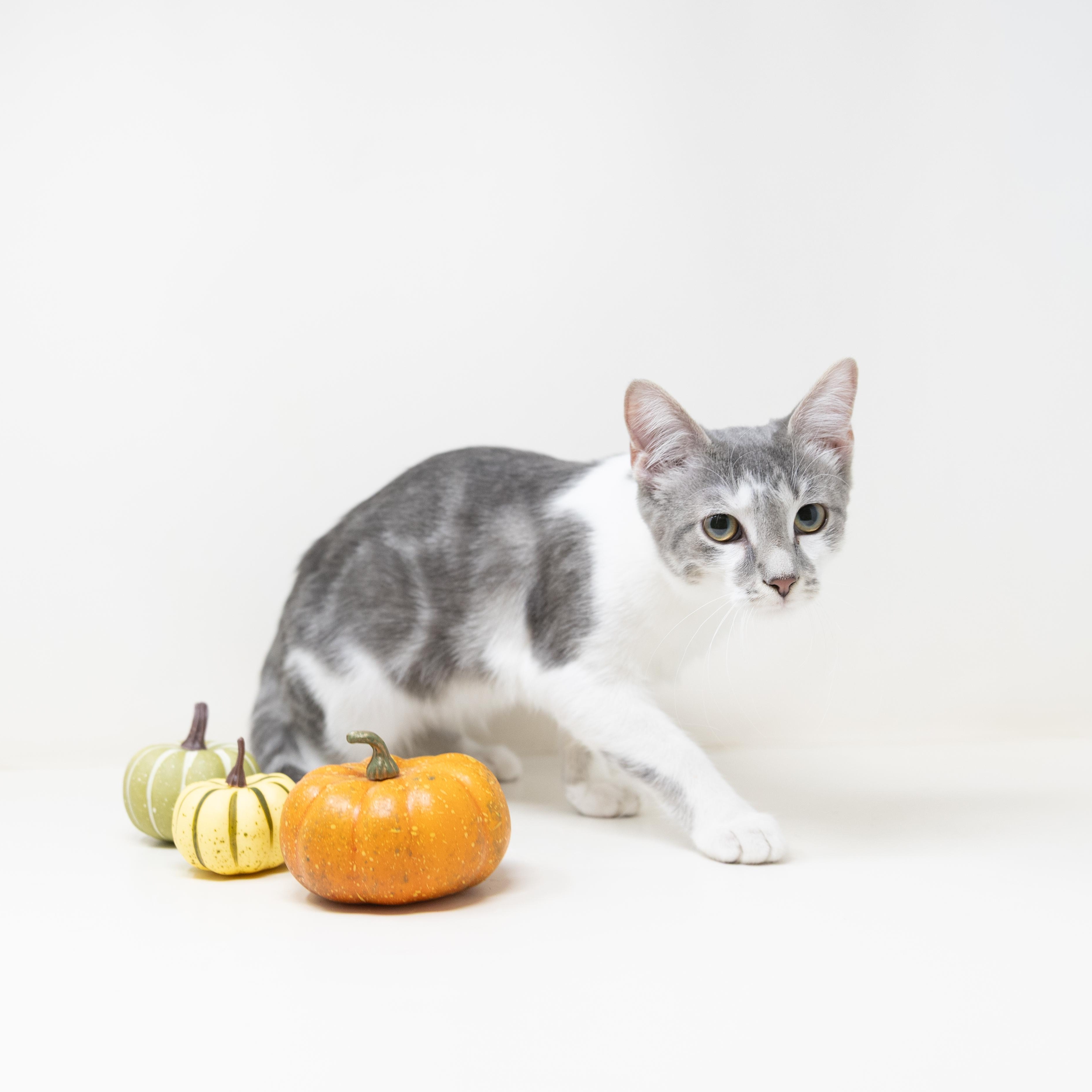 Remi, a ADOPTABLE Tabby in Trophy Club, TX image 2/6