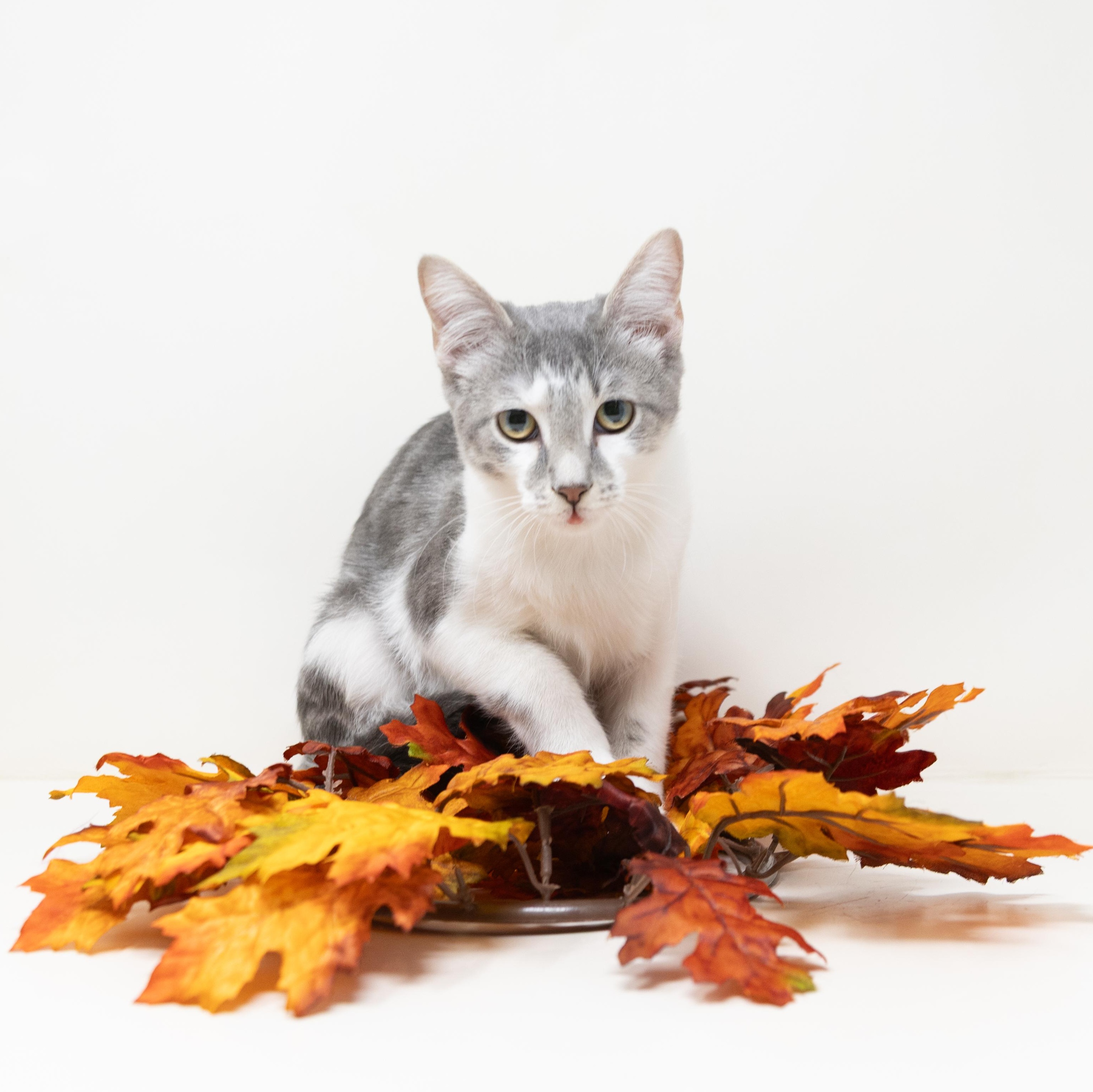 Remi, a ADOPTABLE Tabby in Trophy Club, TX image 5/6