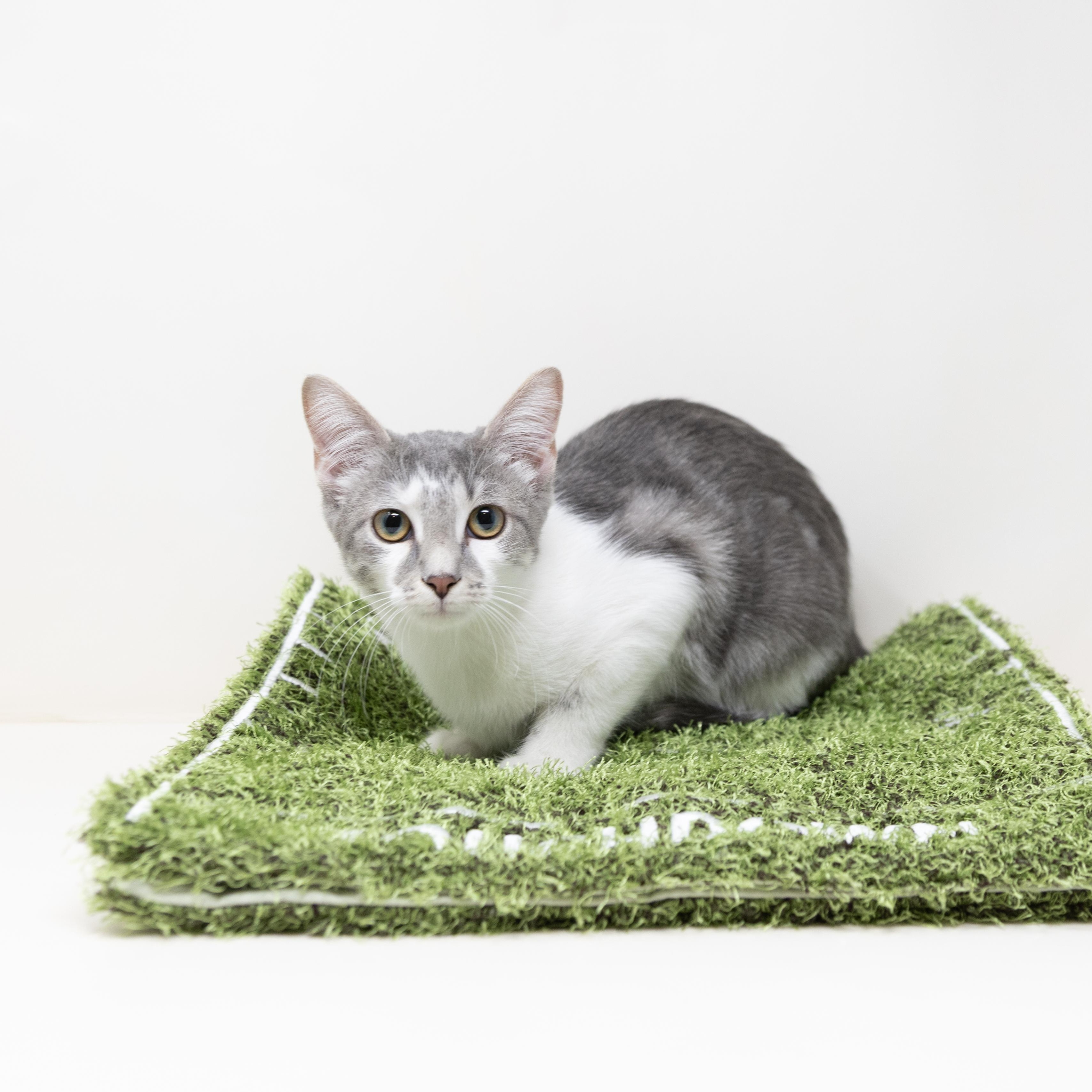 Remi, a ADOPTABLE Tabby in Trophy Club, TX image 3/6