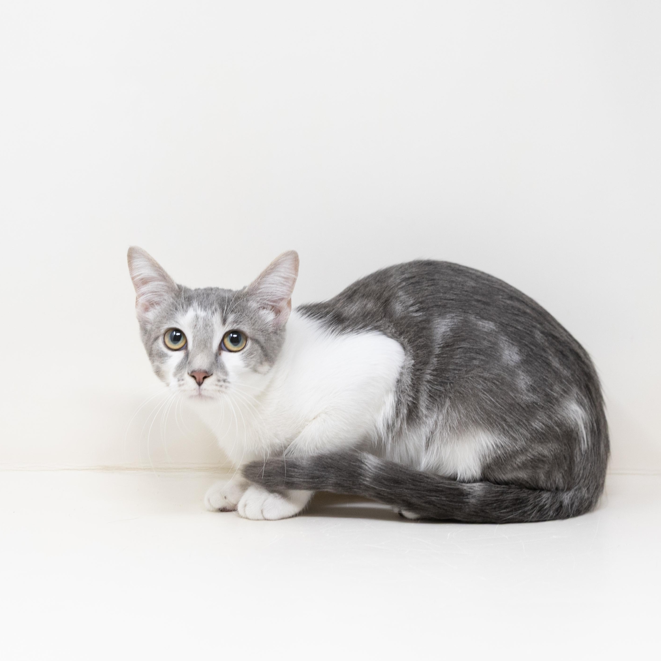 Remi, ADOPTABLE, Kitten Female Tabby.