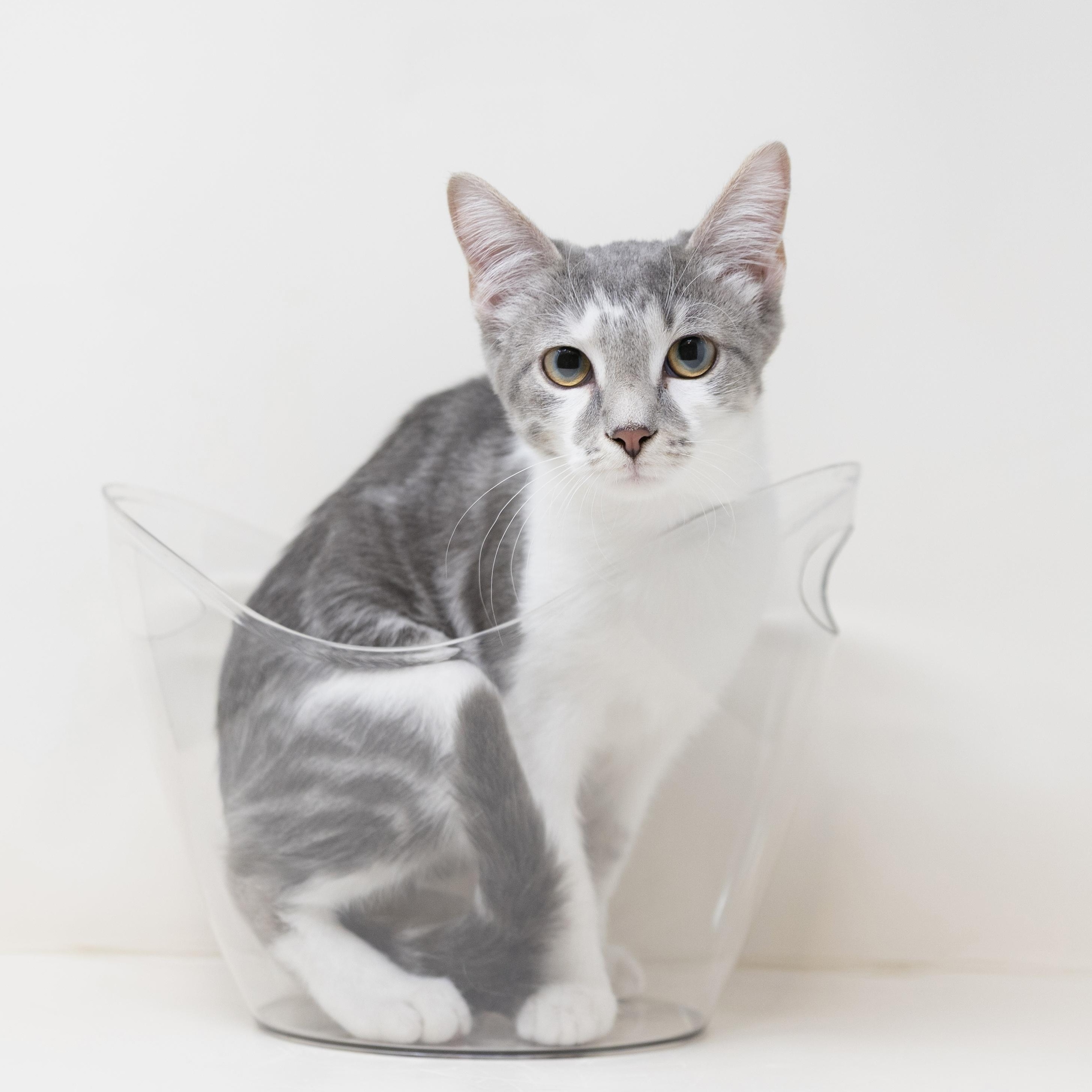 Remi, a ADOPTABLE Tabby in Trophy Club, TX image 6/6