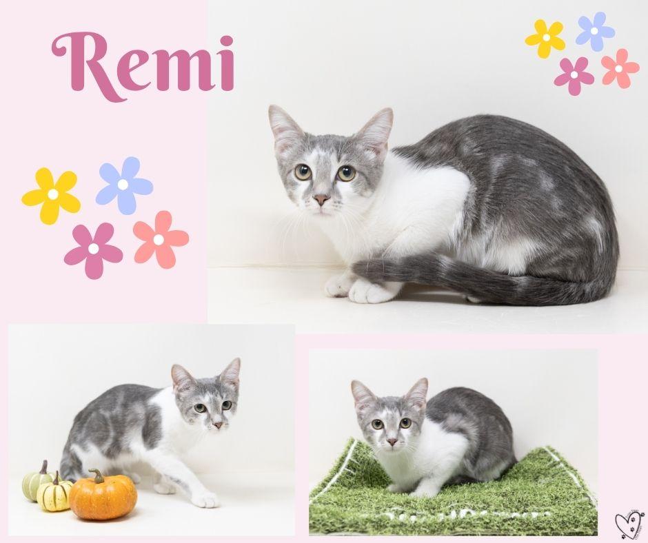 Remi, a ADOPTABLE Tabby in Trophy Club, TX image 4/6