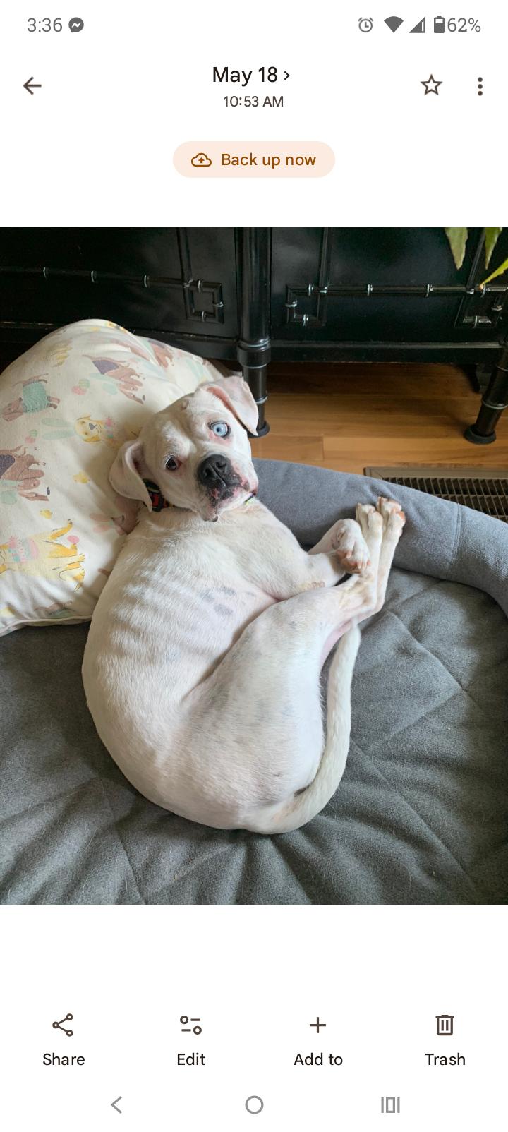 Pearl, Adoptable, Adult Female American Bulldog.
