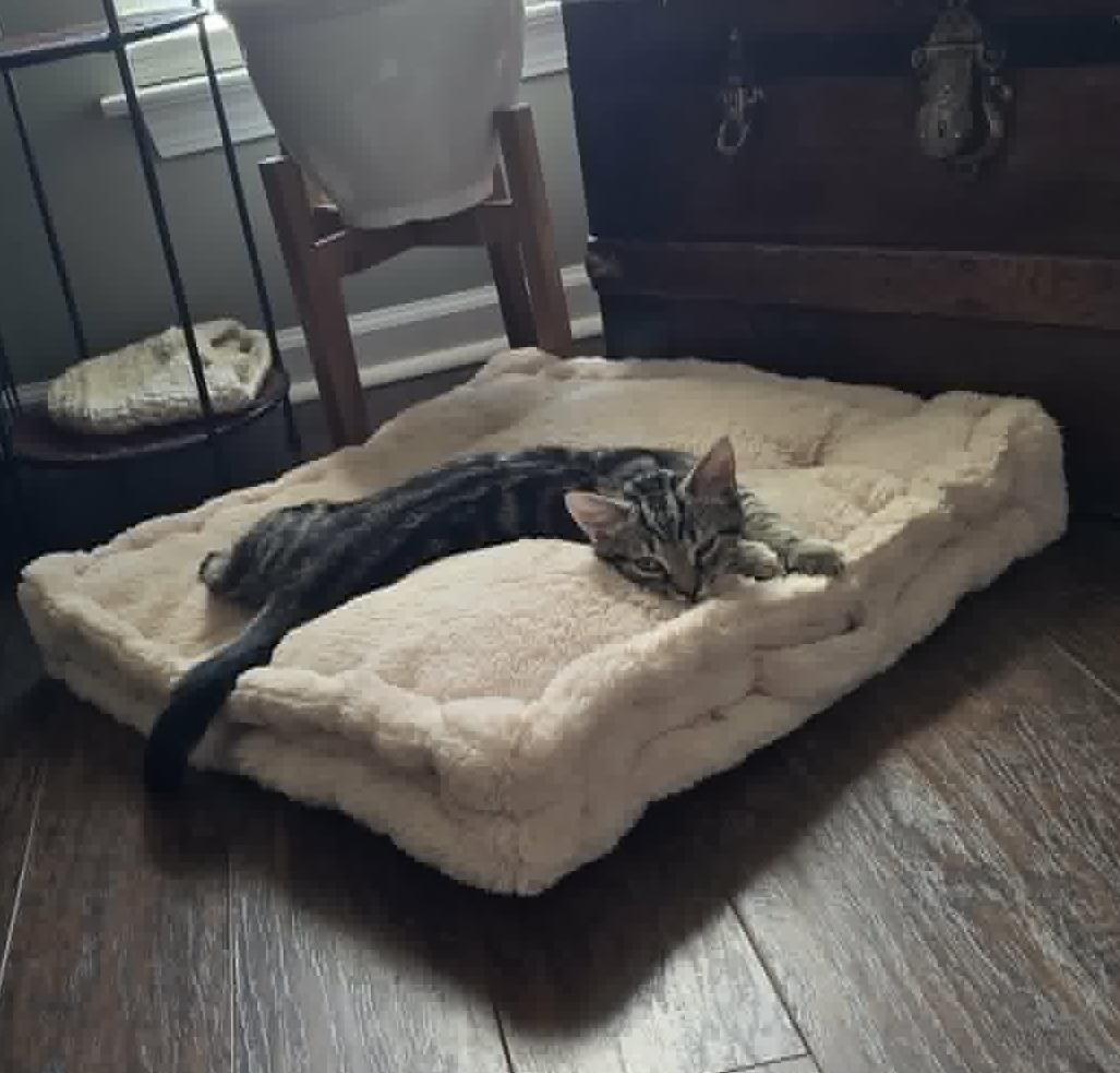 Wild Willie, a ADOPTABLE Domestic Short Hair in Conway, SC image 5/6