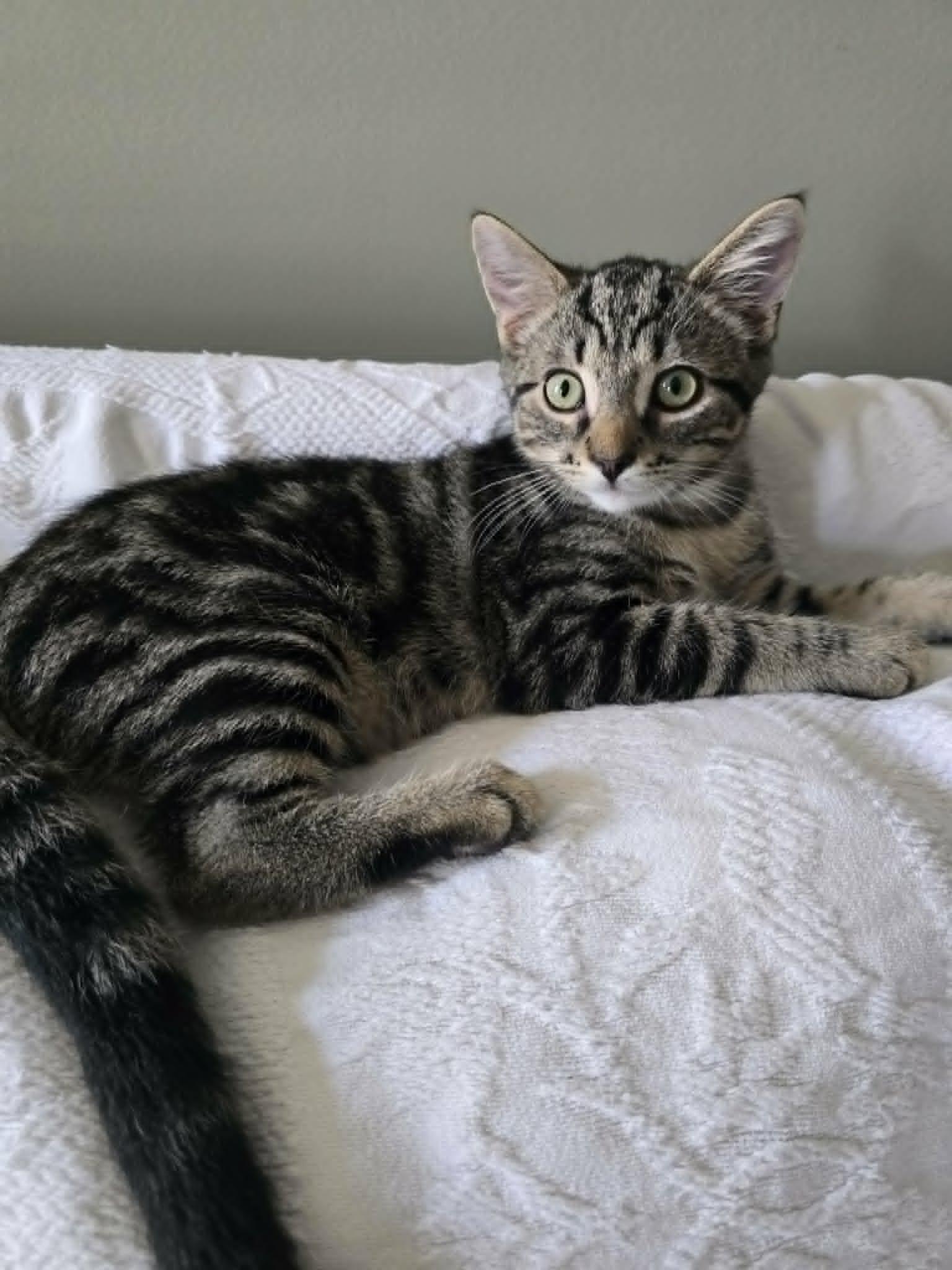 Wild Willie, ADOPTABLE, Young Male Domestic Short Hair.