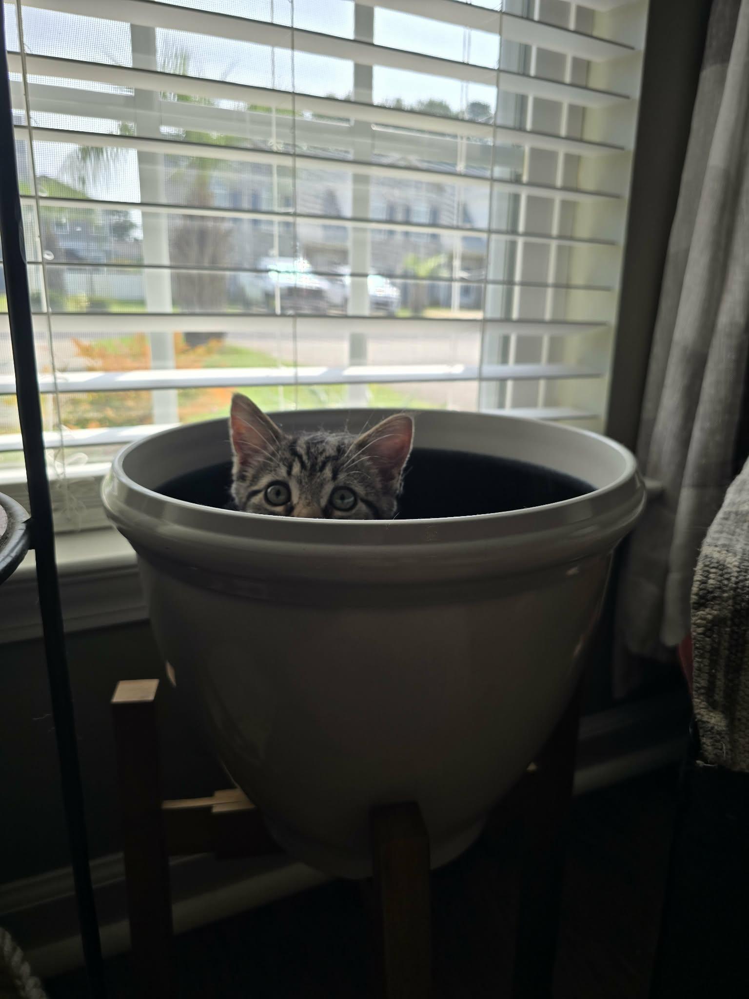 Wild Willie, a ADOPTABLE Domestic Short Hair in Conway, SC image 2/6