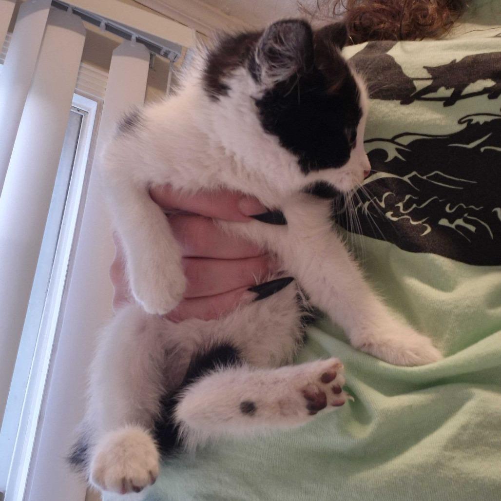 Enlarge Mags, a Adoptable Domestic Short Hair in Oak Hill, WV image 1/1