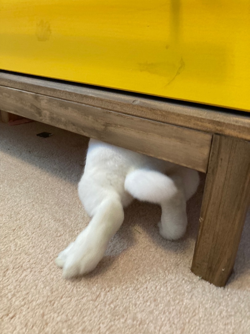 Usagi photo 6