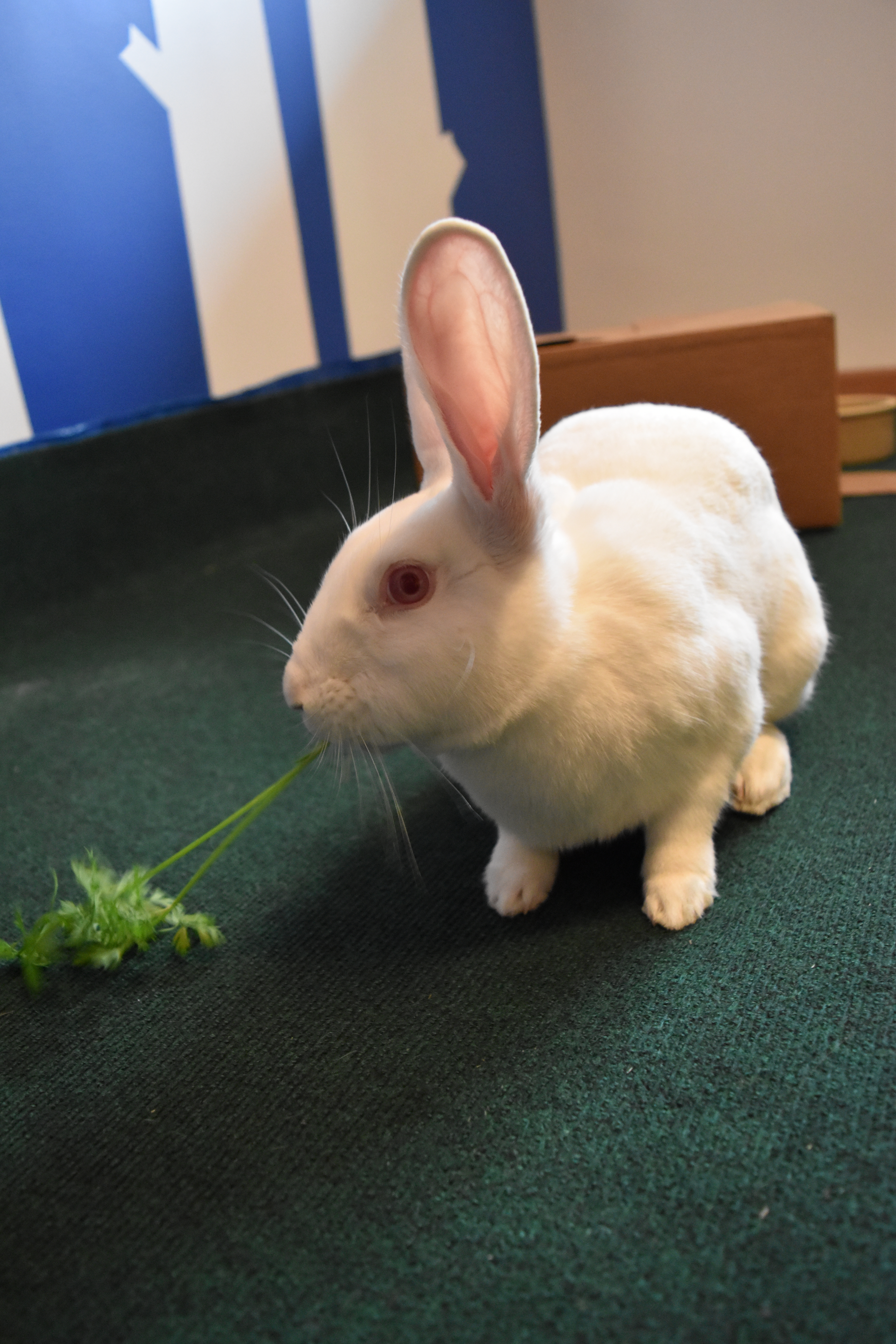 Usagi