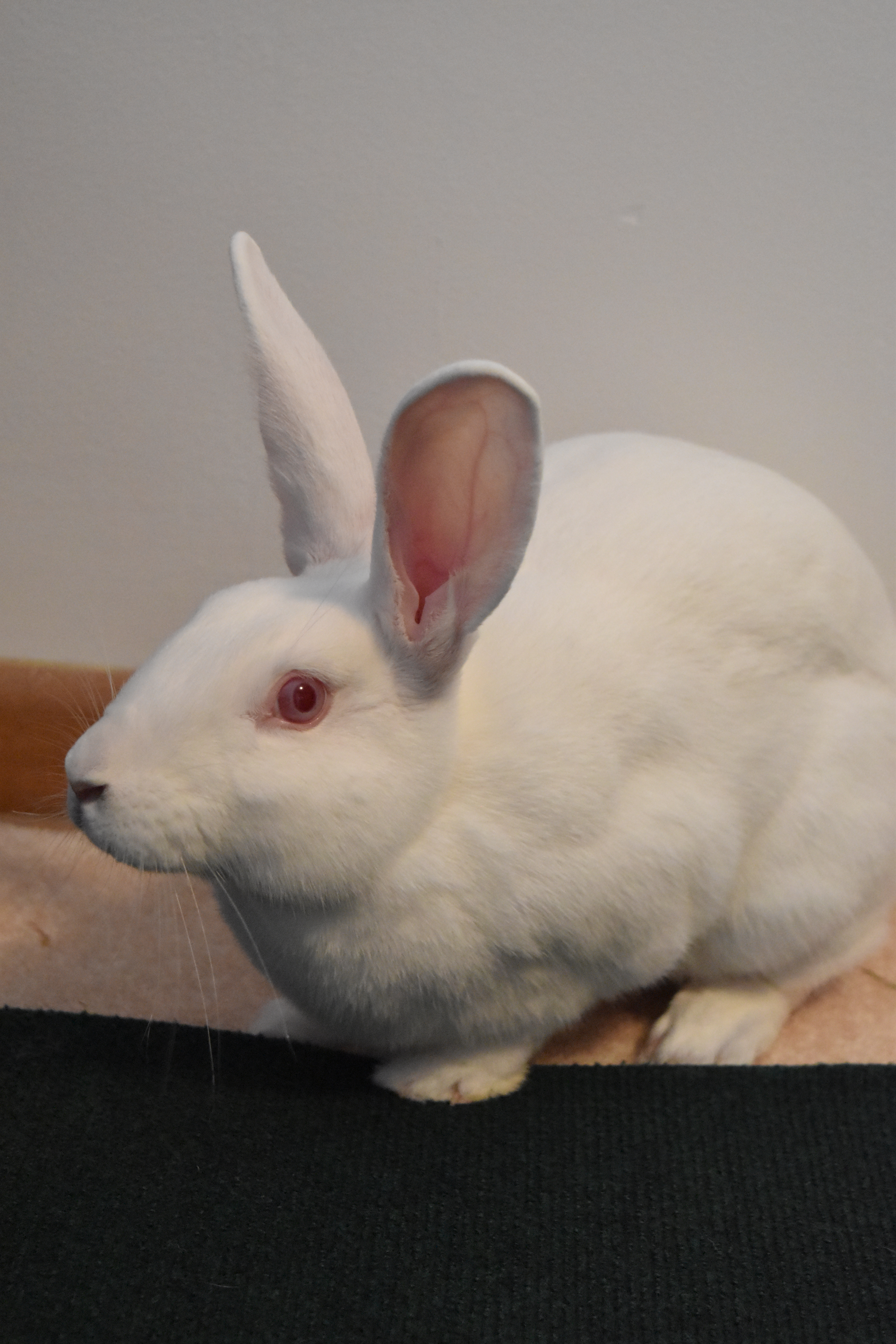 Usagi photo 2