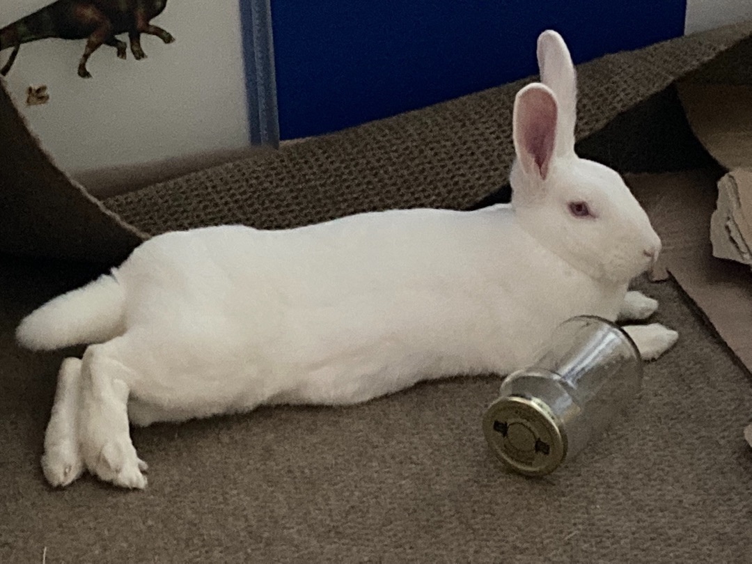 Usagi photo 4