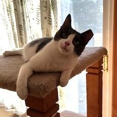 Enlarge Otis, a ADOPTABLE mixed breed in Bolingbrook, IL image 3/6