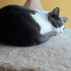 Enlarge Otis, a ADOPTABLE mixed breed in Bolingbrook, IL image 4/6