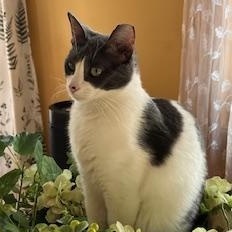 Enlarge Otis, a ADOPTABLE mixed breed in Bolingbrook, IL image 6/6